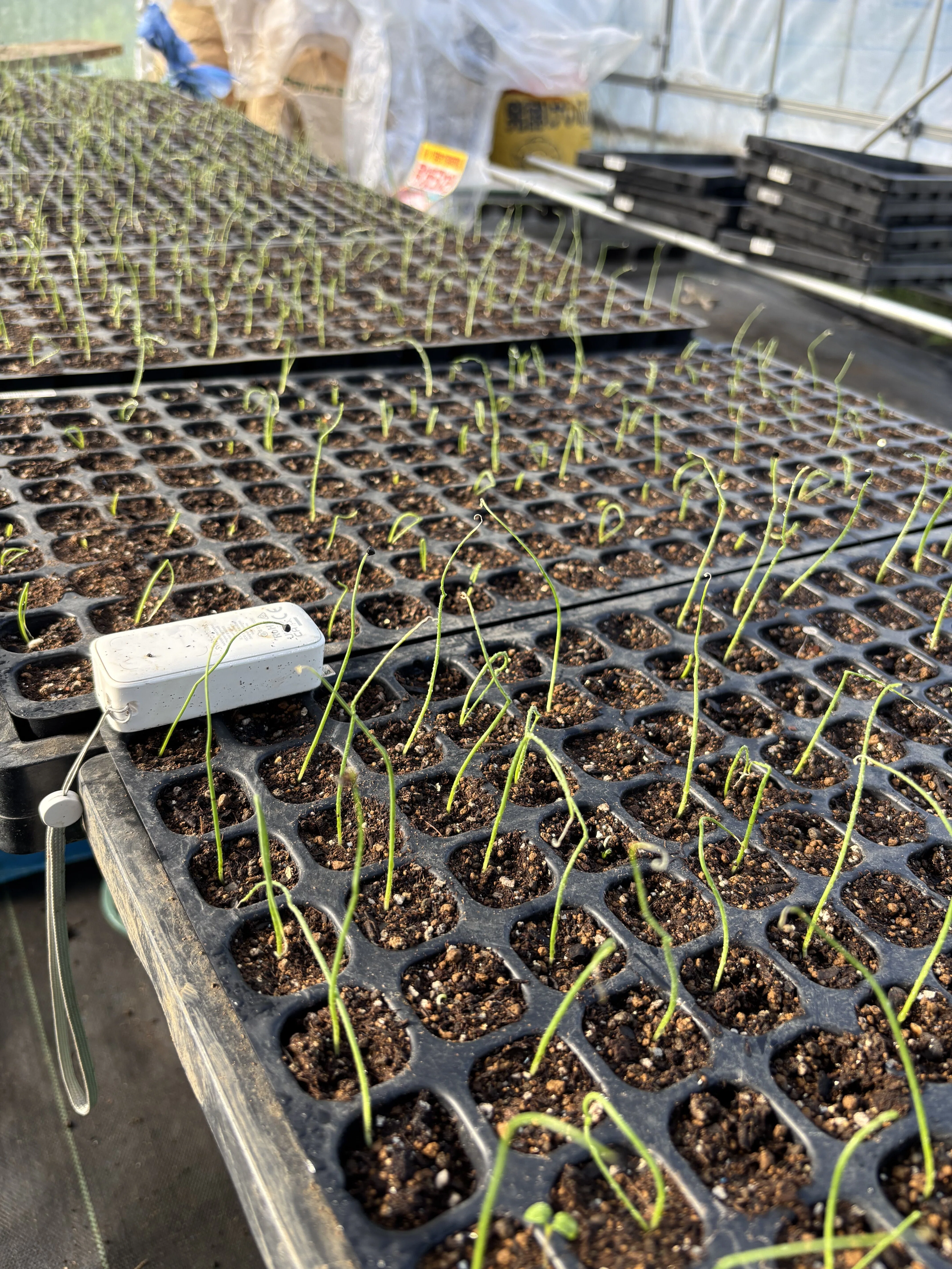 Onions sown on September 20th, 10 days later｜ひだまりファーム