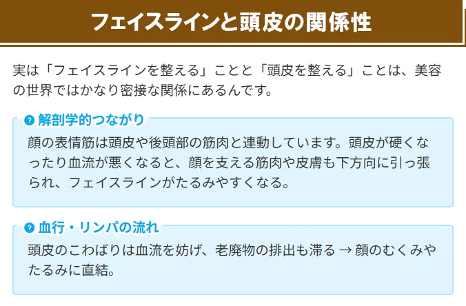 フェイスライントの頭皮の関係性