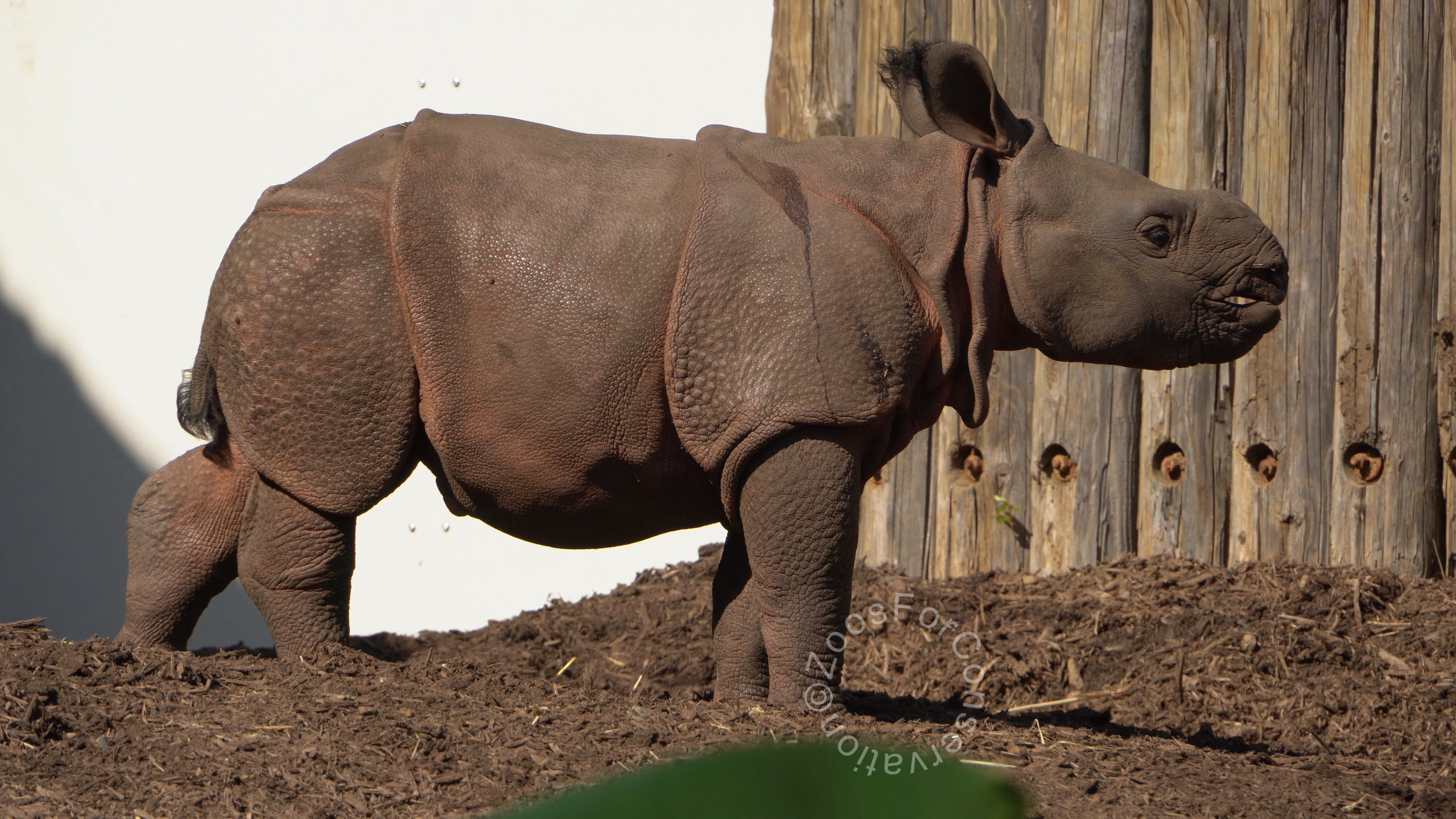 笑うチンパンジーここにあり ｜Tama Zoo 202410｜Zoos For Conservation