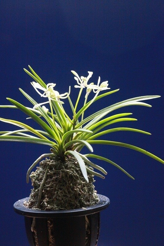 富貴蘭　月笙 富貴蘭「春及殿」の花｜KJ Morison