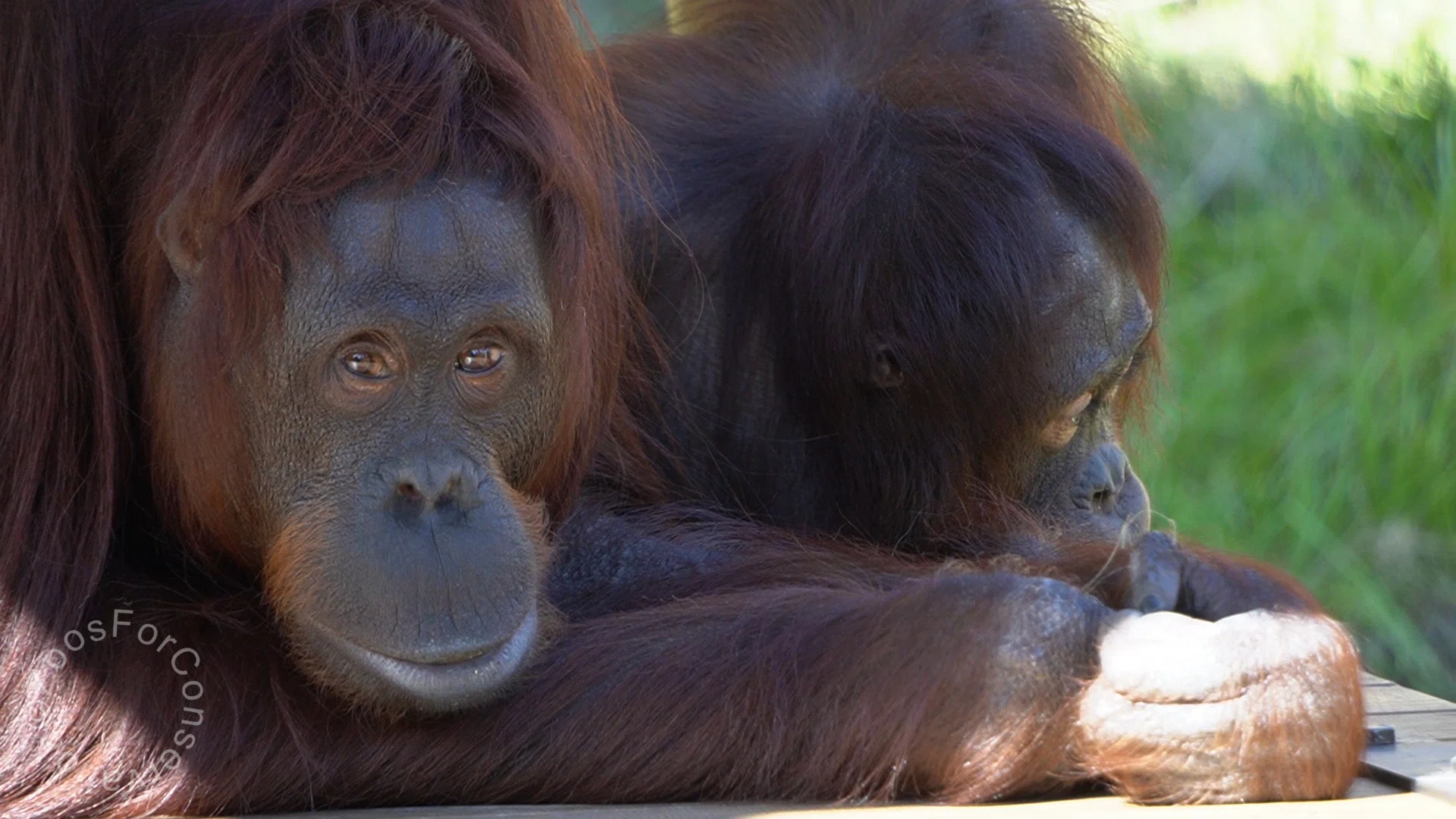 笑うチンパンジーここにあり ｜Tama Zoo 202410｜Zoos For Conservation