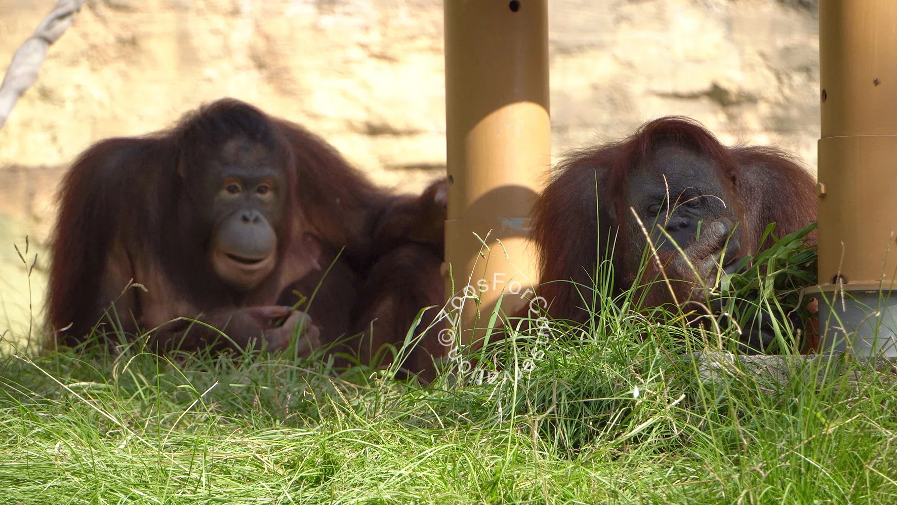 笑うチンパンジーここにあり ｜Tama Zoo 202410｜Zoos For Conservation