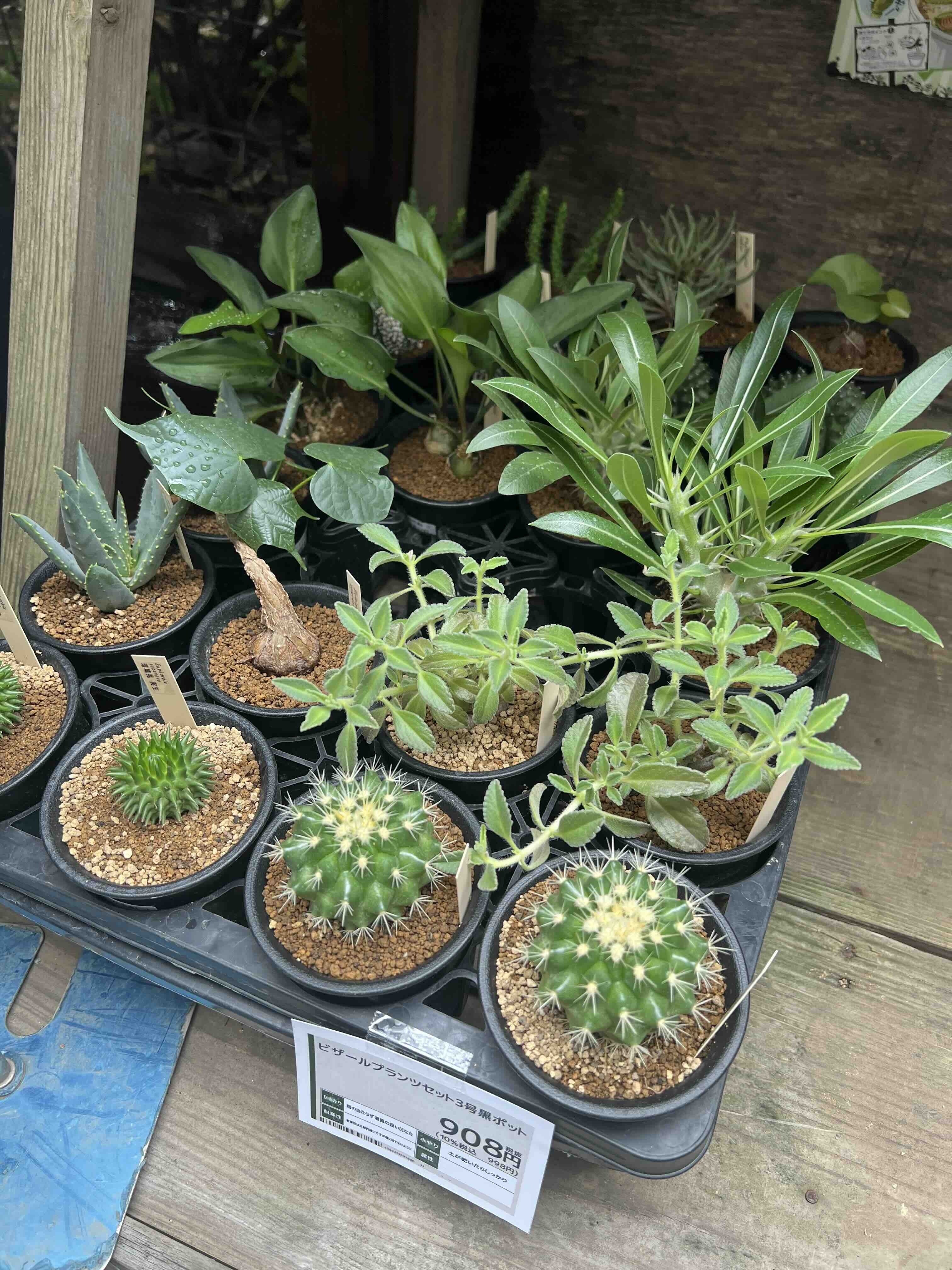 ホムセンでアガベ姫巌龍を購入｜himekuri365