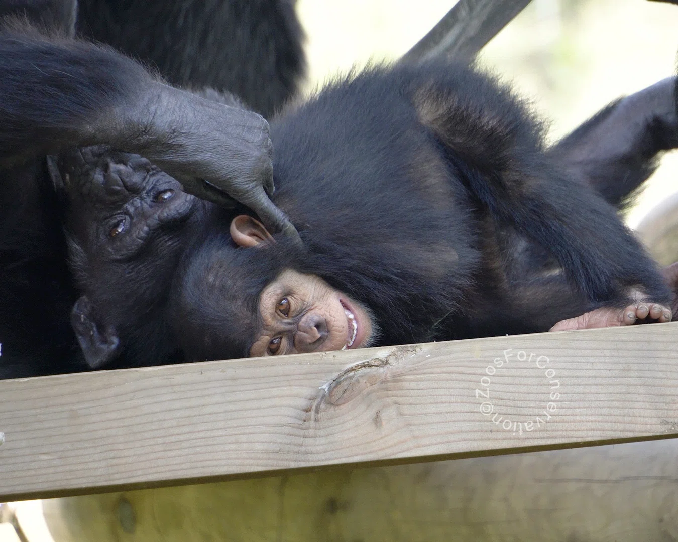 笑うチンパンジーここにあり ｜Tama Zoo 202410｜Zoos For Conservation