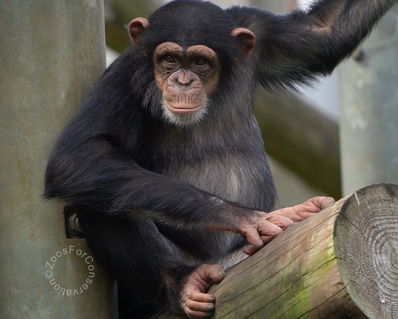 笑うチンパンジーここにあり ｜Tama Zoo 202410｜Zoos For Conservation
