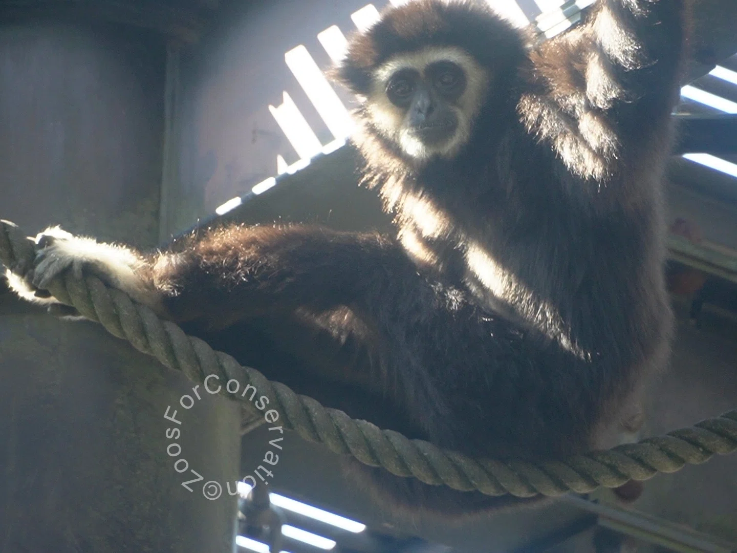 笑うチンパンジーここにあり ｜Tama Zoo 202410｜Zoos For Conservation