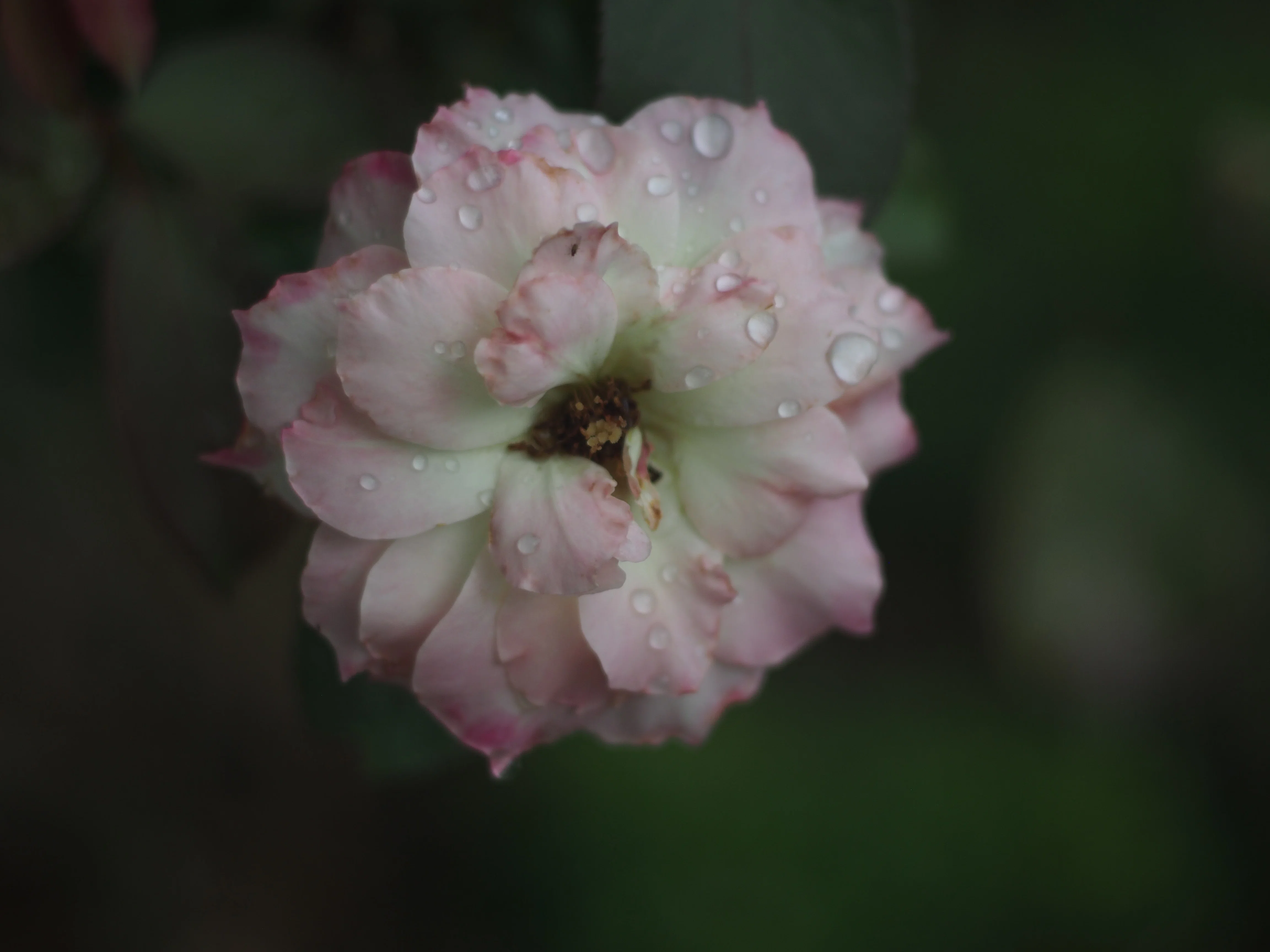OM-ZUIKOの世界(その10：F.ZUIKO50mmF1.8)｜cherubino