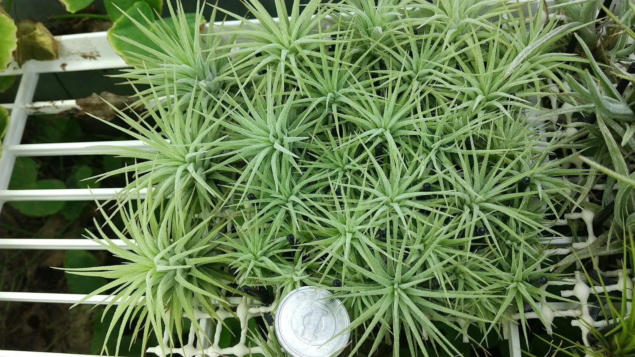 チランジア入荷リスト9/20｜NatureGarden🌿神田