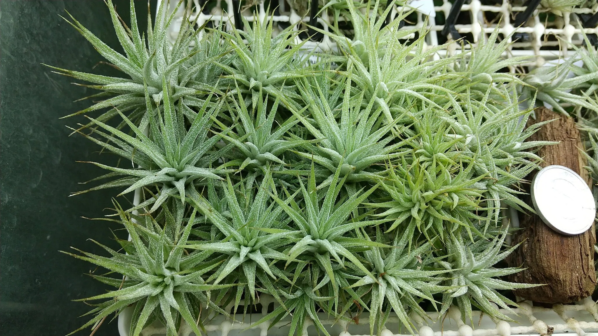 チランジア入荷リスト9/20｜NatureGarden🌿神田