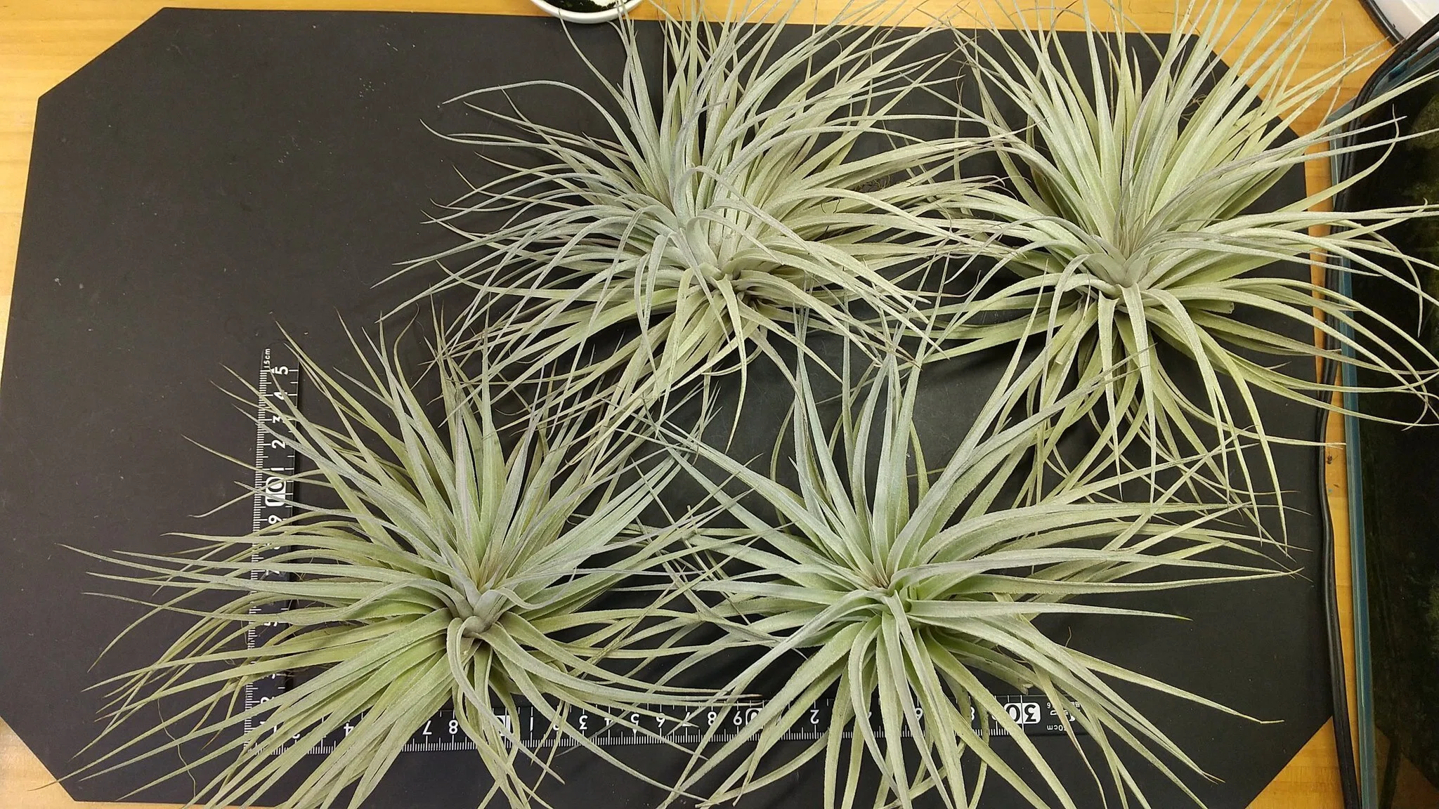 チランジア入荷リスト9/20｜NatureGarden🌿神田