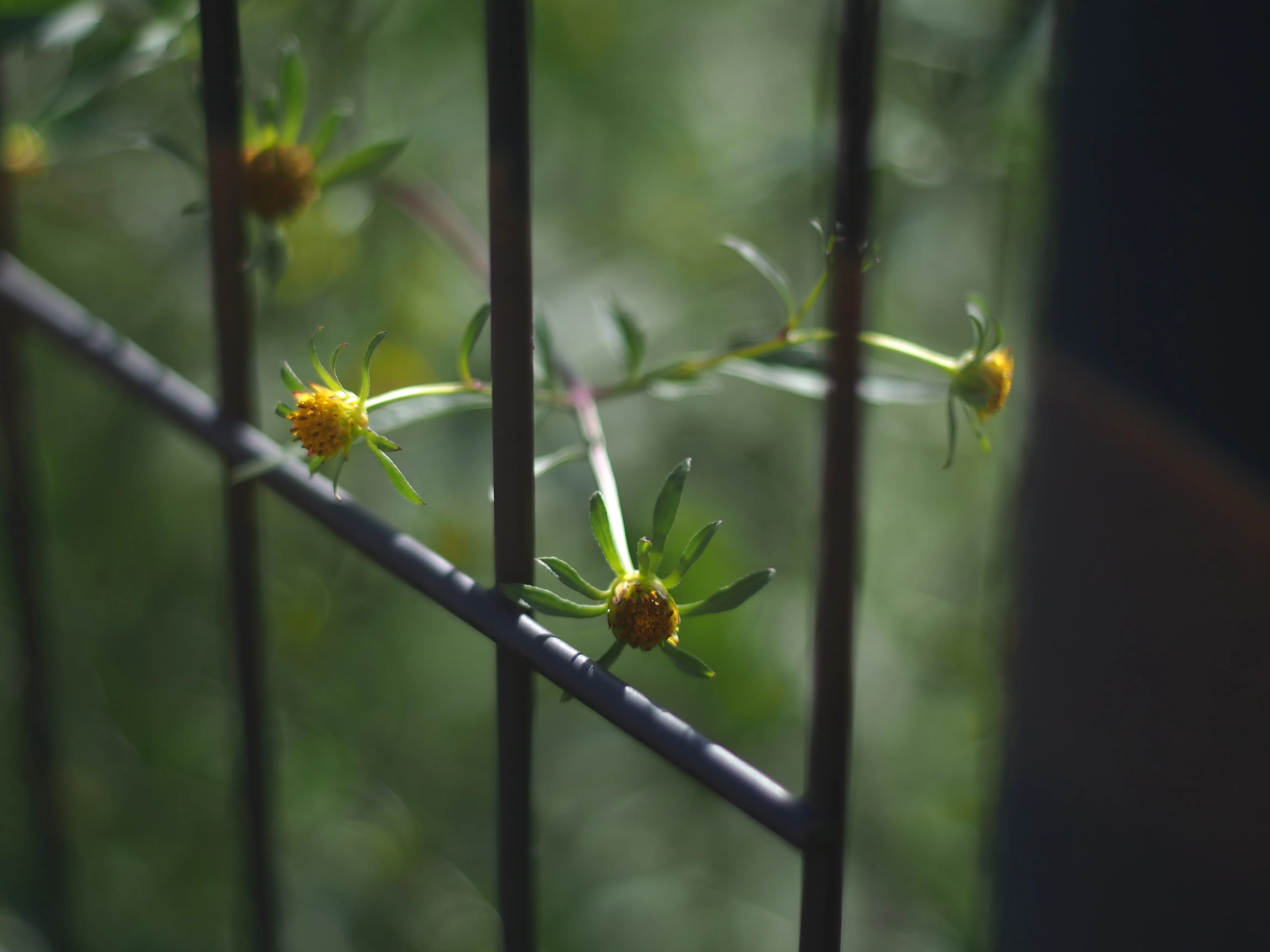 OM-ZUIKOの世界(その10：F.ZUIKO50mmF1.8)｜cherubino