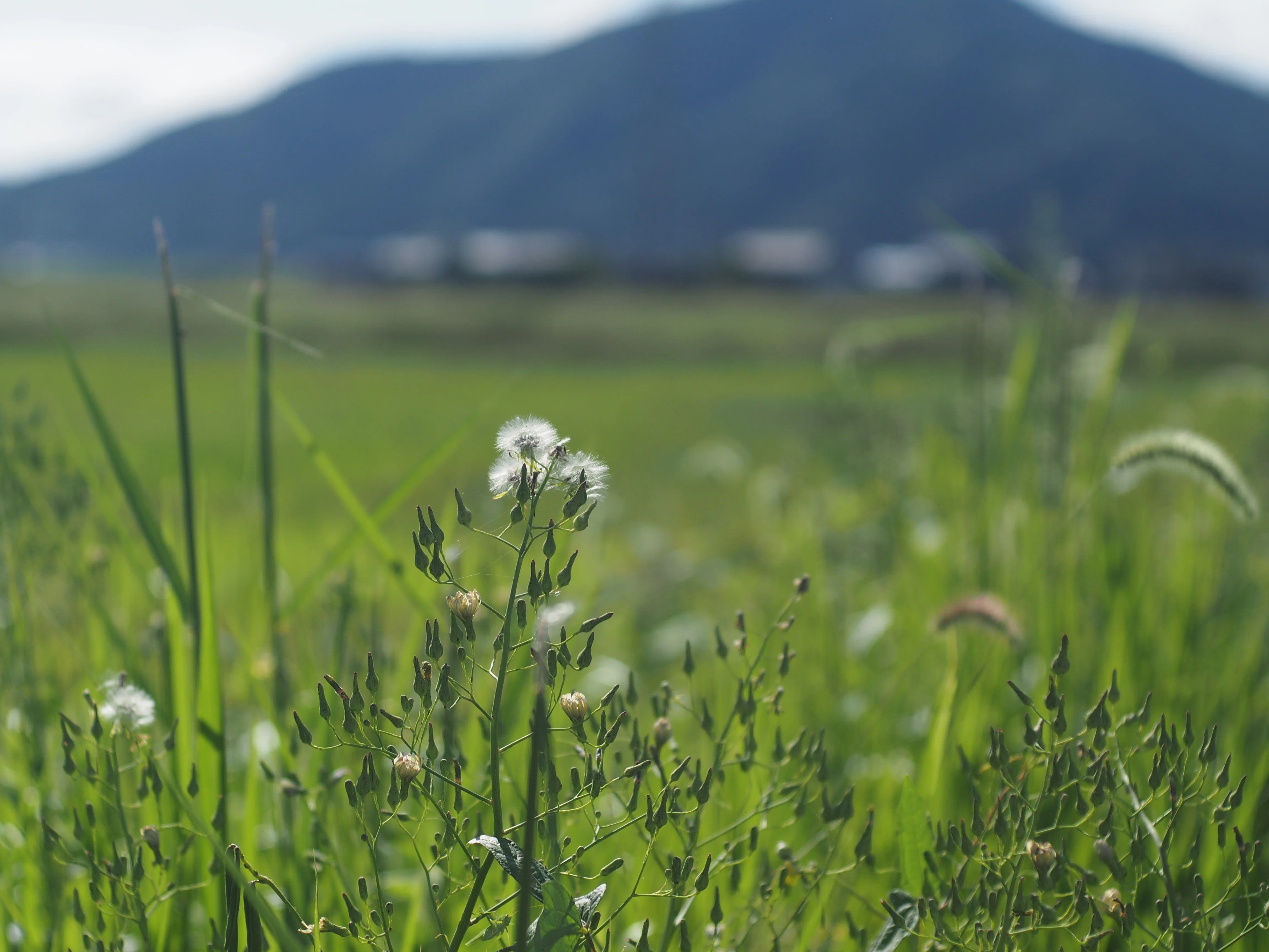 OM-ZUIKOの世界(その10：F.ZUIKO50mmF1.8)｜cherubino