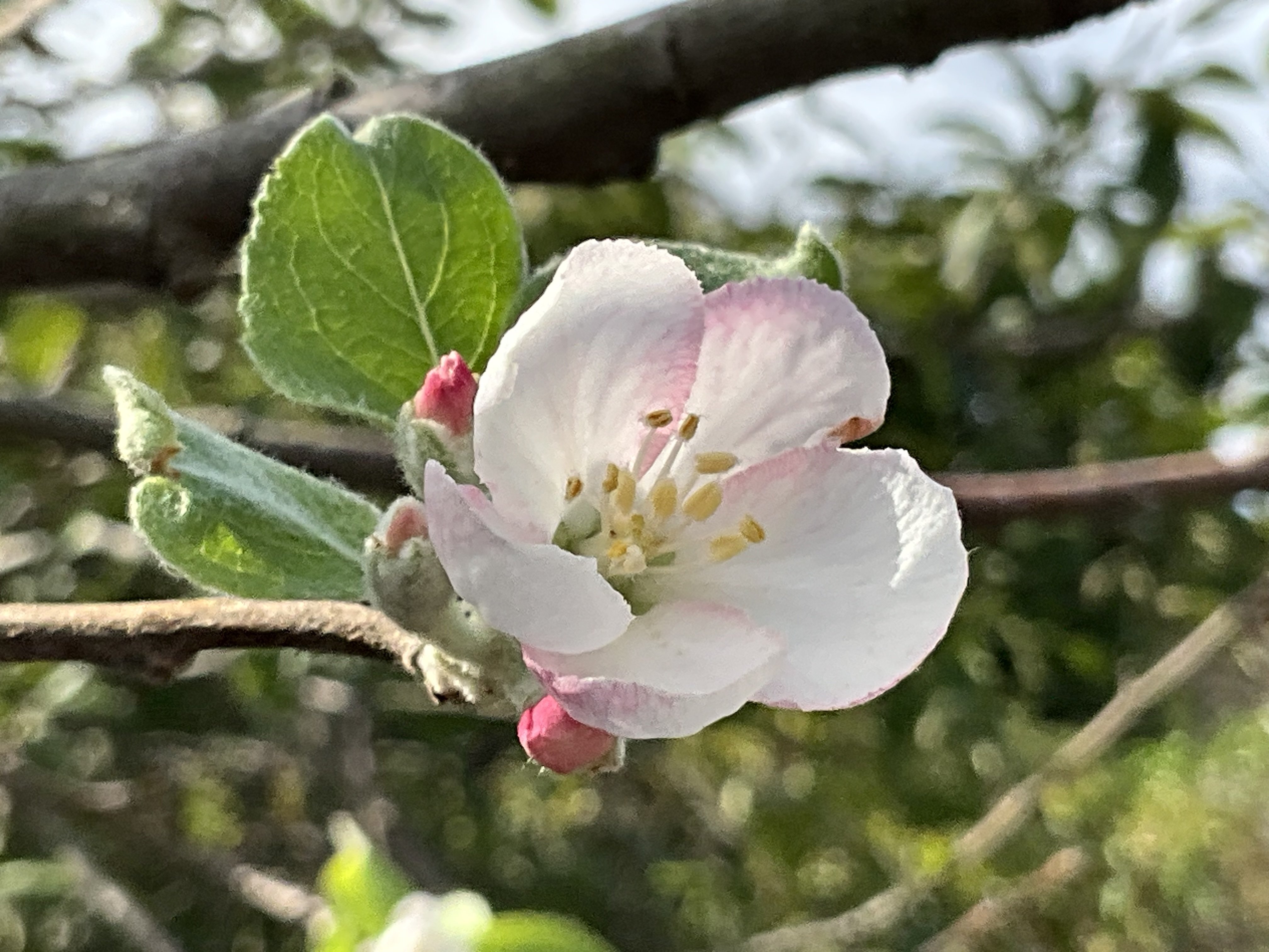 安藤幹衛　林檎の花咲く丘 ニュートンのリンゴの木」の花──京都府立植物園に咲く科学の