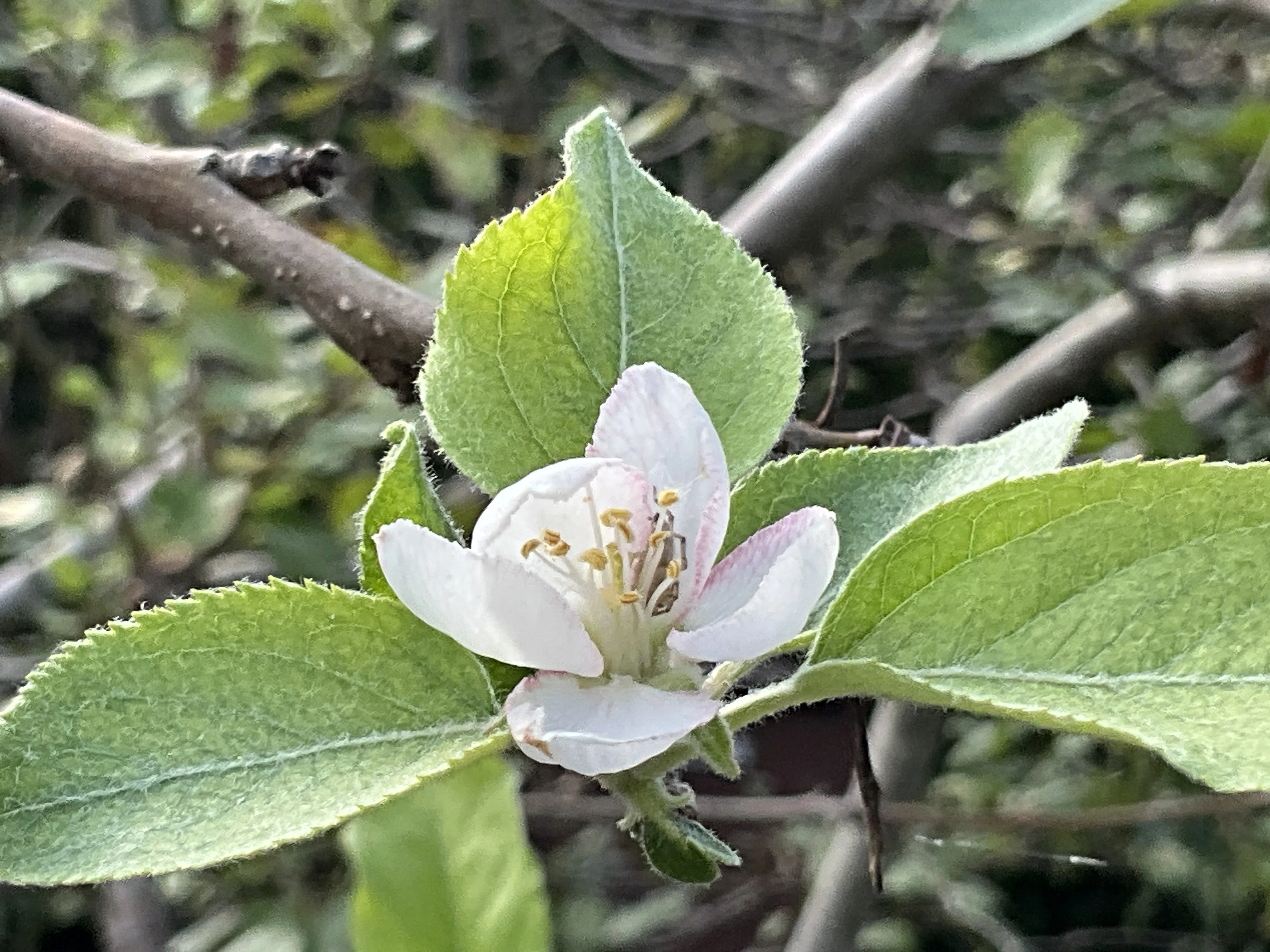 ニュートンのリンゴの木」の花──京都府立植物園に咲く科学の記憶