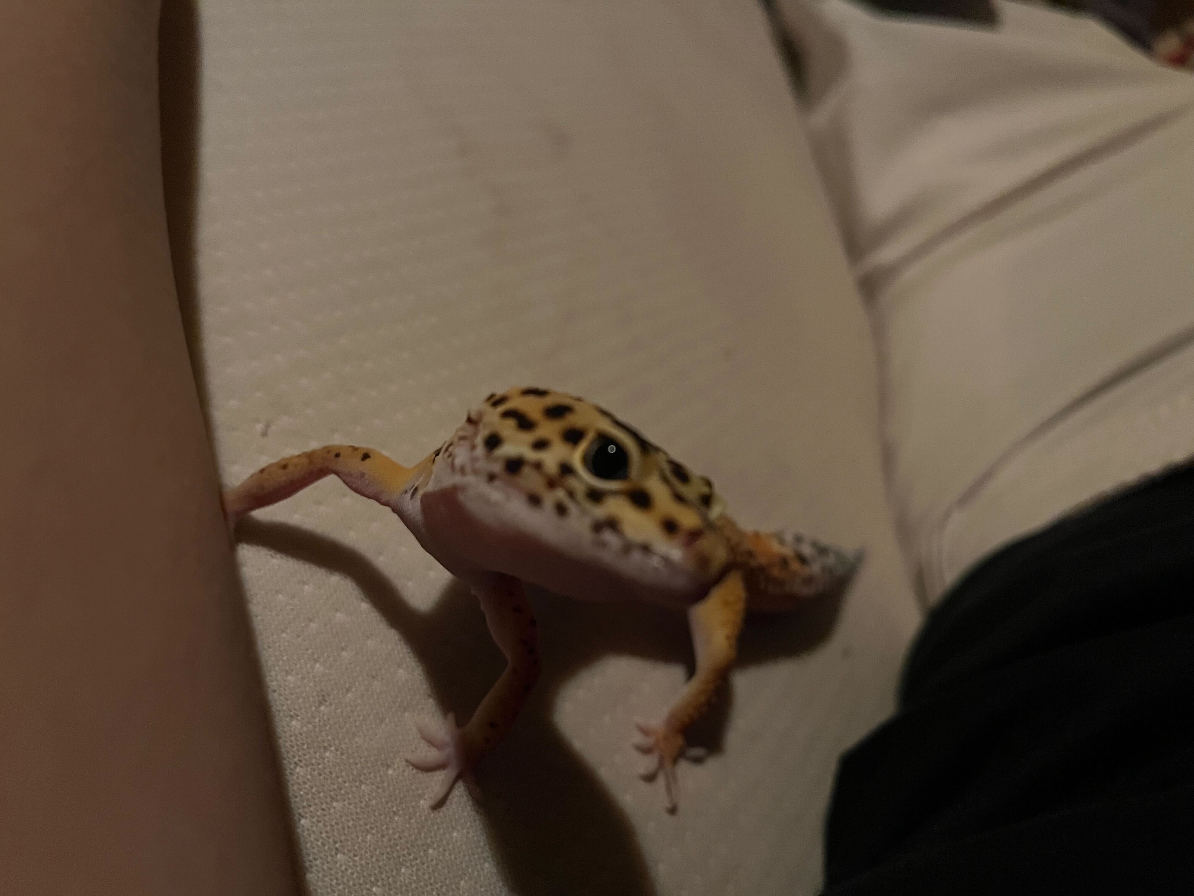 レオパ愛好家 47afecd75e8a6032518fbbee684d09