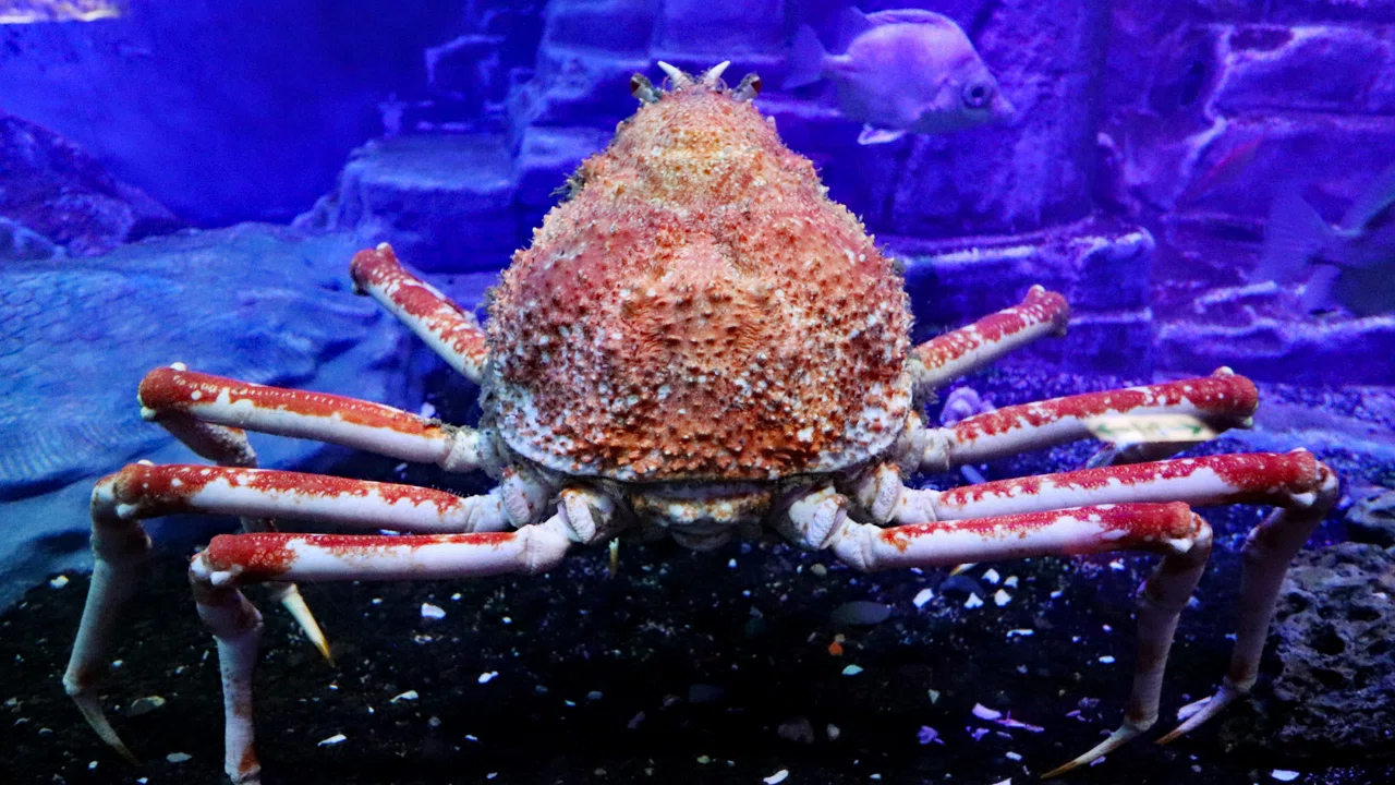 専用❤みかん＊超超特価⭐ふわとろ☆８重ガーゼ⭐特大ブランケット⭐魚＊水族館 沼津深海水族館シーラカンスミュージアムを歩く｜はるかぜるりい