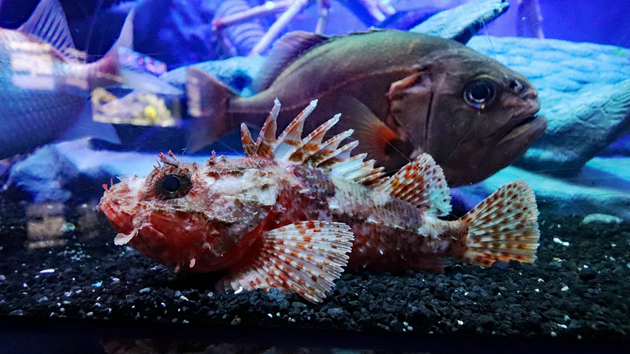 沼津深海水族館シーラカンスミュージアムを歩く｜はるかぜるりい