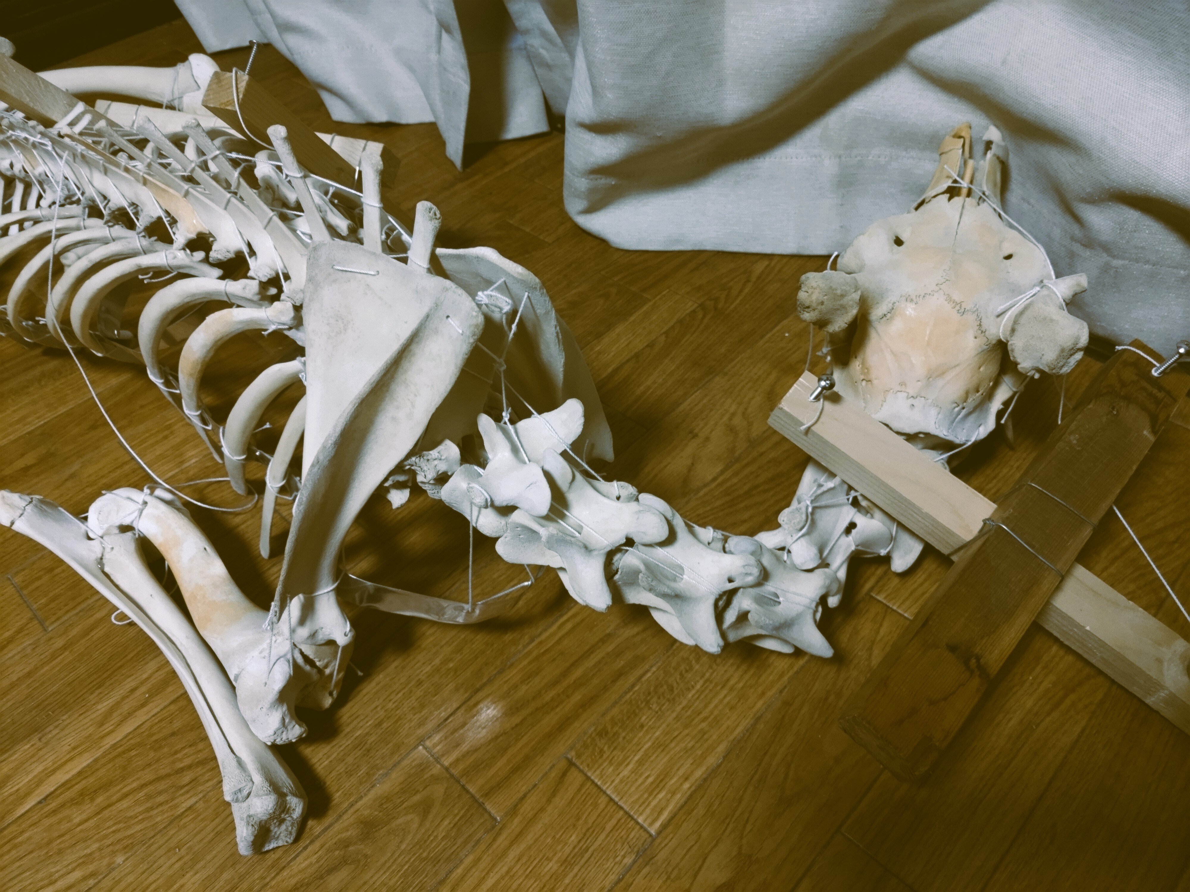 シカ全身骨格と同棲する：可動式全身骨格標本の一作例｜俎ほどき💀解体電書