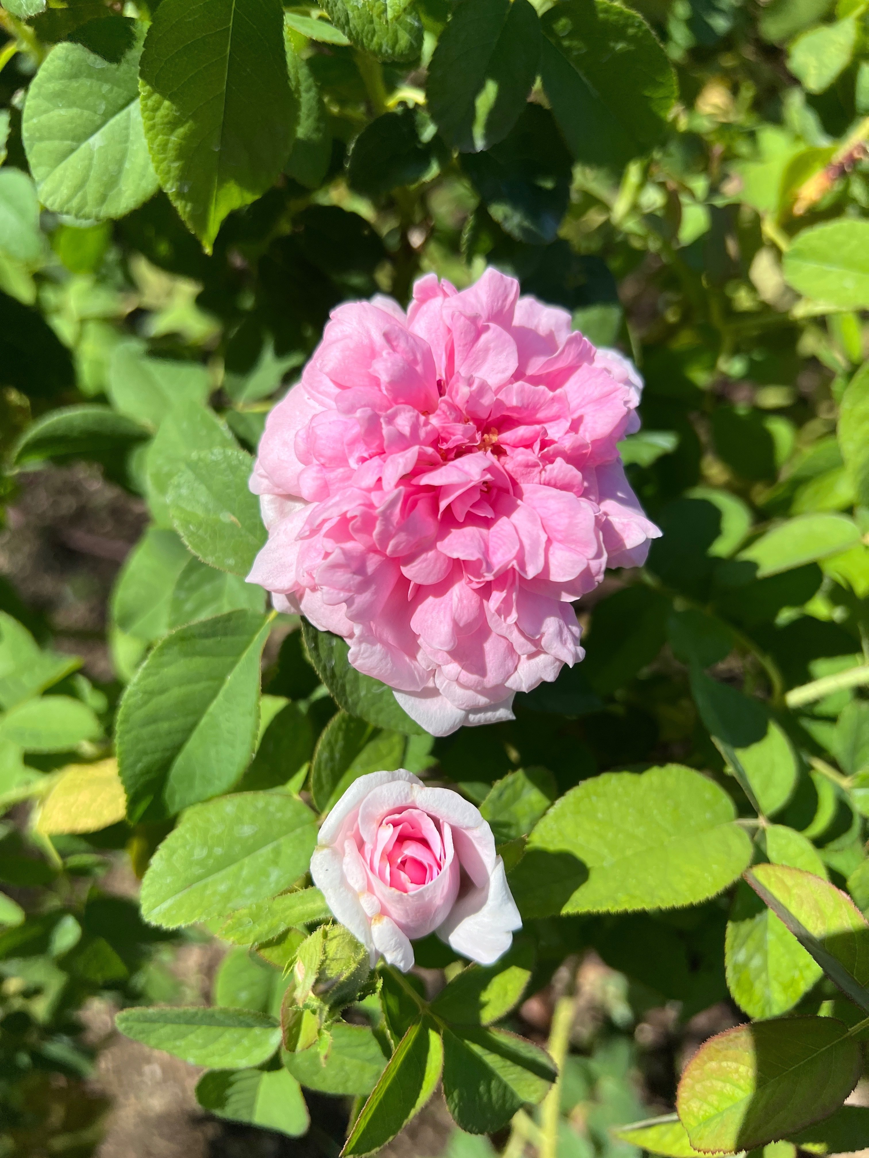 🇫🇷 コンテ ドゥ シャンボール（Comte de Chambord）🌹中之島バラ園
