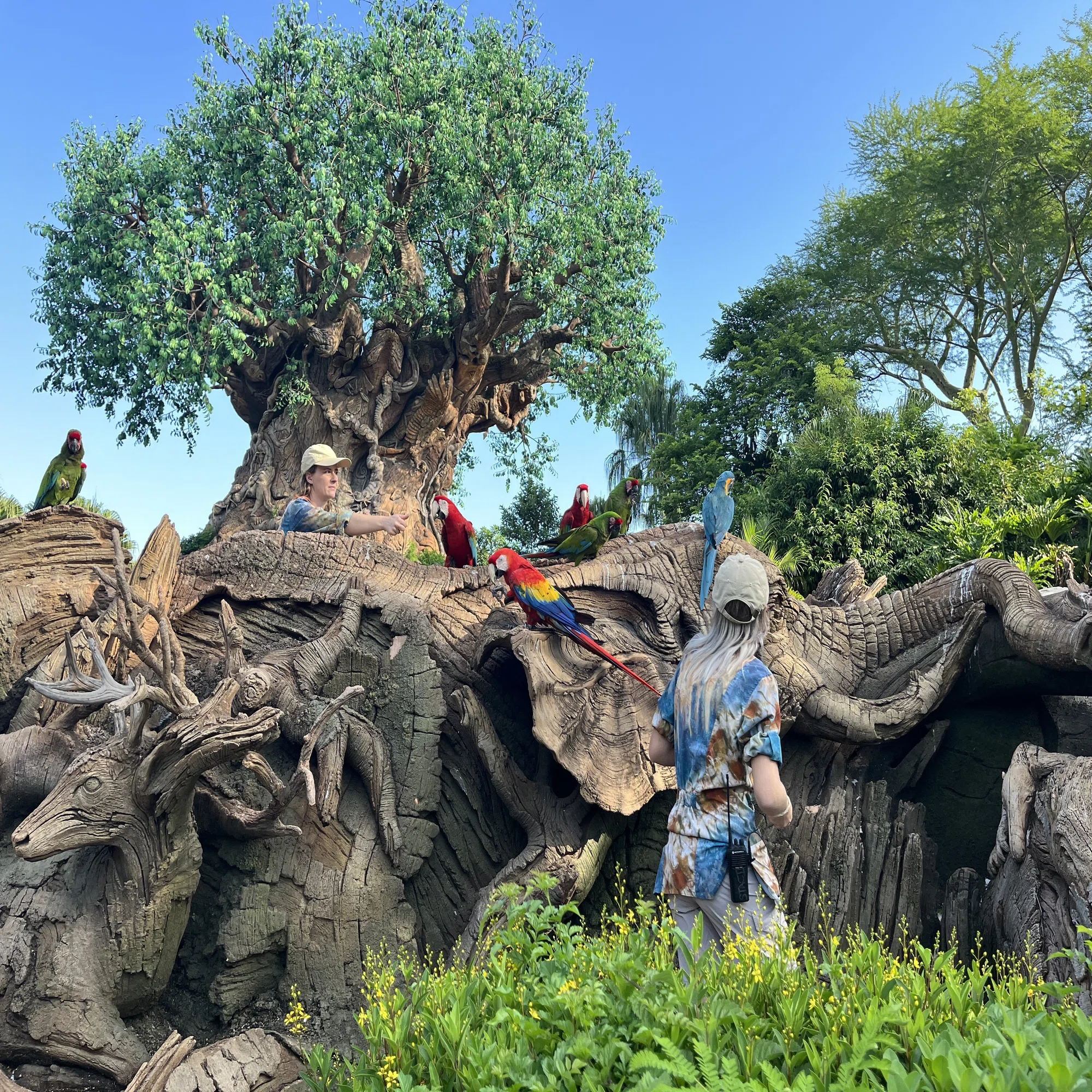 WDW(ディズニーワールド)旅行ブログ?-アニマルキングダム編（おすすめ 