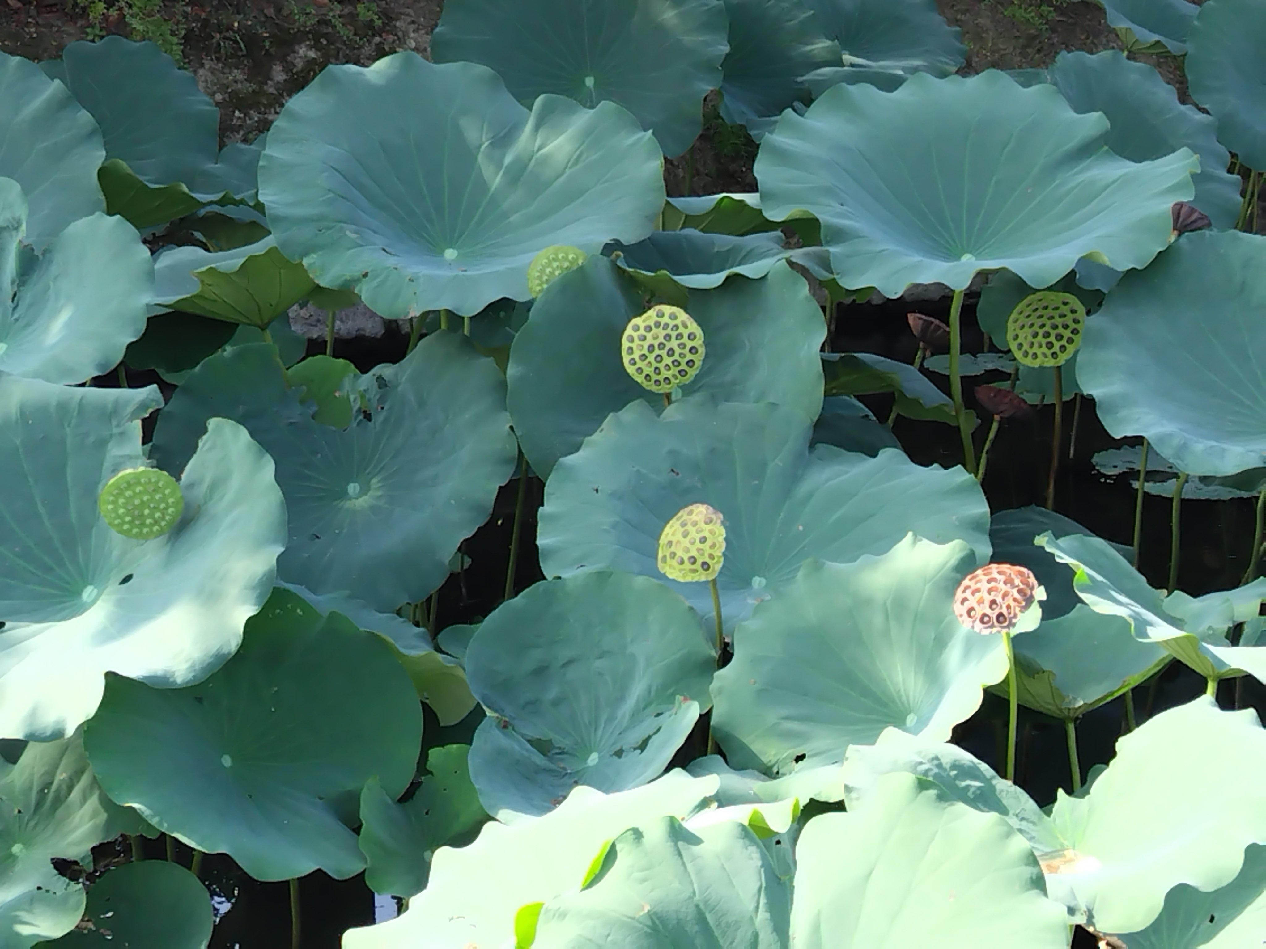 秋爛漫#3 蓮の花托｜ジャスミンティータイム