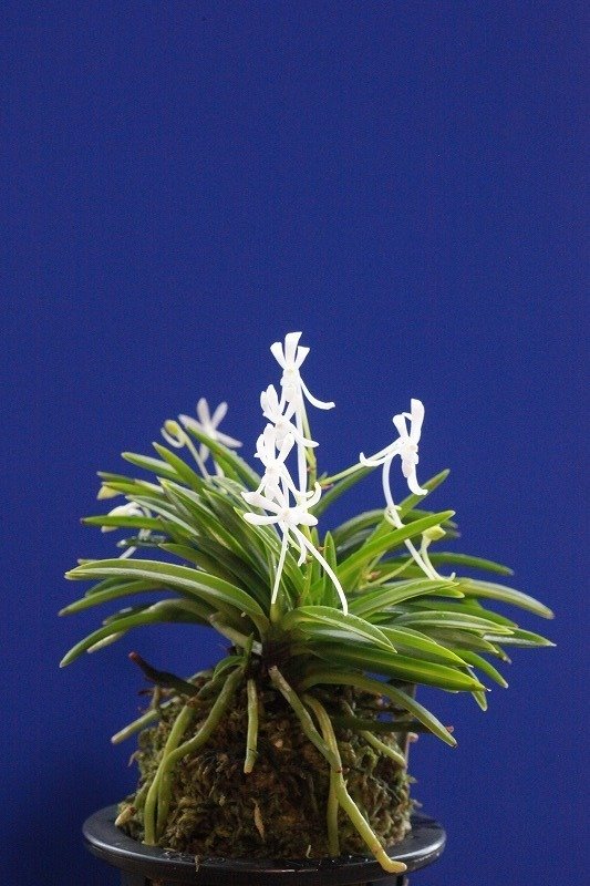 富貴蘭　健陀羅(ガンダーラ) 富貴蘭 「金銀羅紗」 (Vanda falcata 'Kingin-rasha') - ベランダ蘭