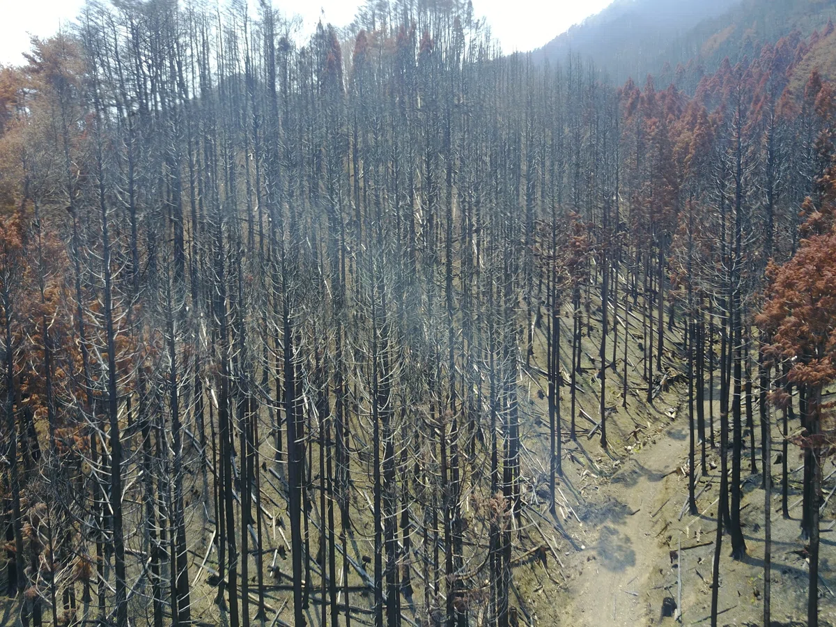 大規模林野火災焼損域における焼損度の多地点調査(峠嘉哉)|京都大学防災研究所 DPRI Kyoto University