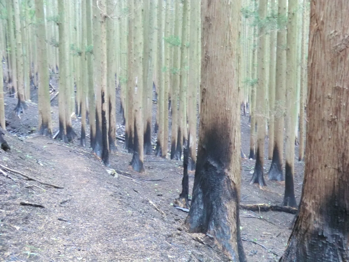 大規模林野火災焼損域における焼損度の多地点調査(峠嘉哉)|京都大学防災研究所 DPRI Kyoto University