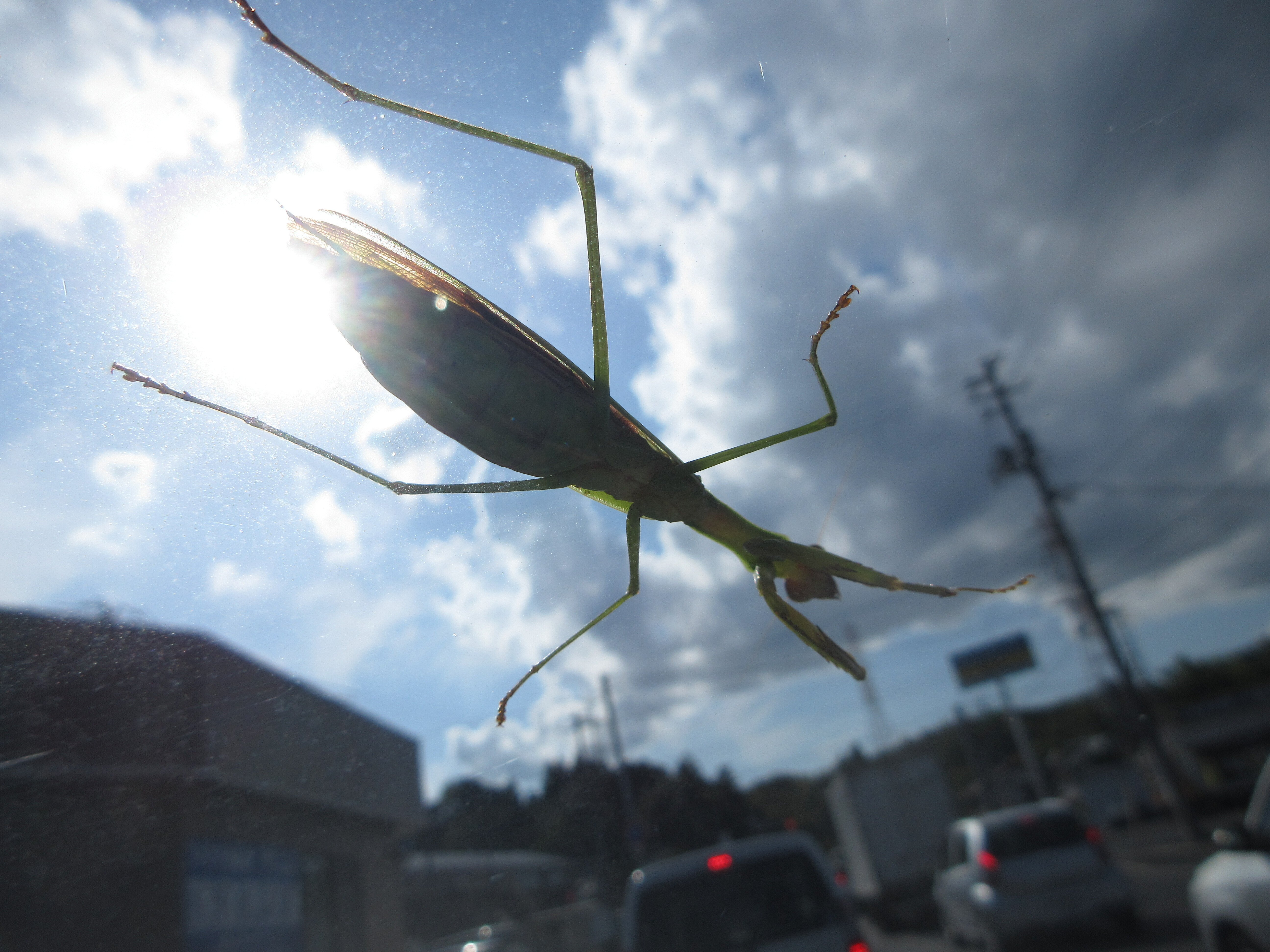 車を走らせ出したら、フロントガラスに身重のカマキリがいたのよ