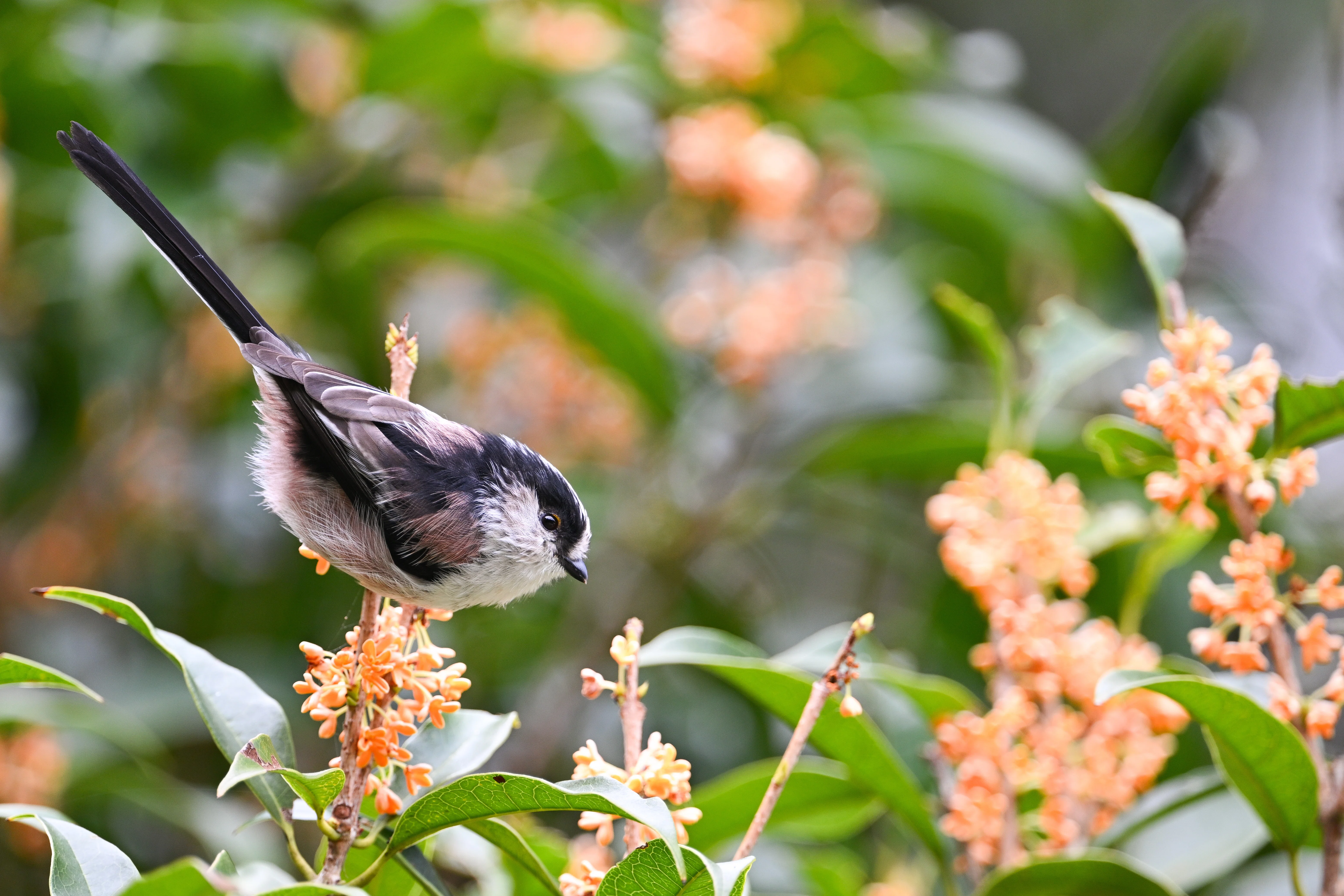 今日の鳥見散歩🚶小さな野鳥たち🐦｜めい