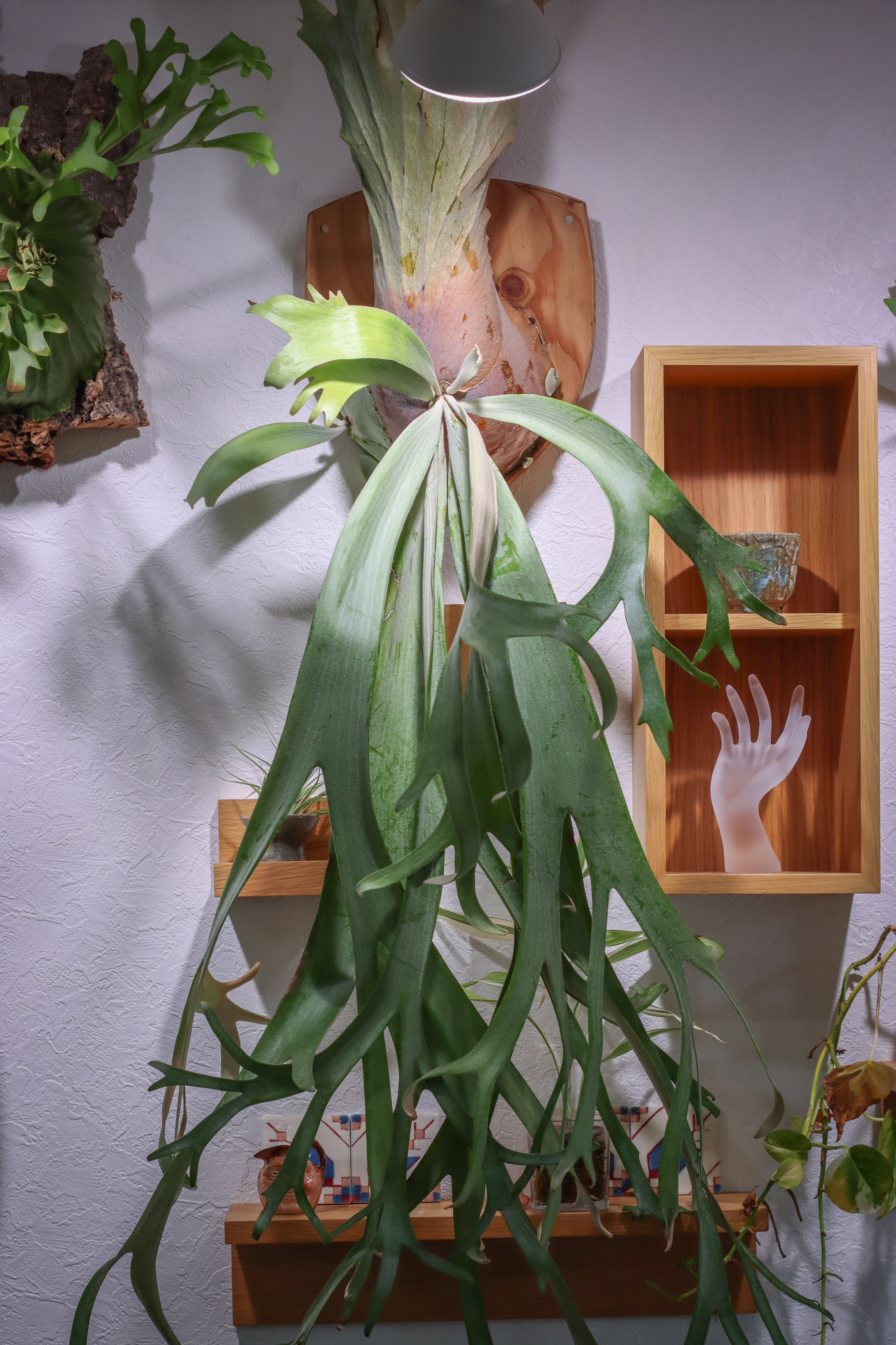 初挑戦「ビカクシダの子株を切り分けてみる」｜タカノ / DUCK WORKS