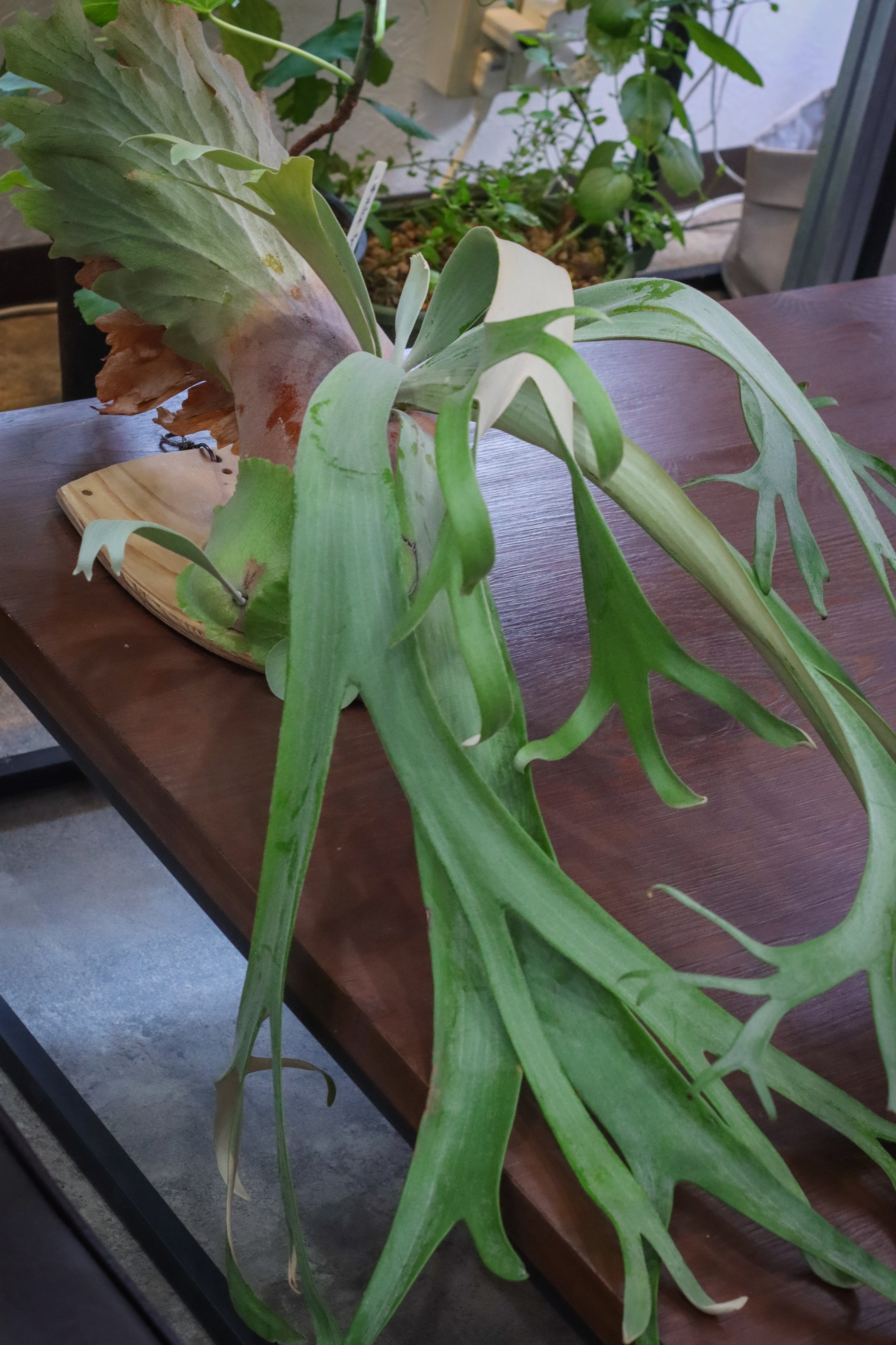 初挑戦「ビカクシダの子株を切り分けてみる」｜タカノ / DUCK WORKS