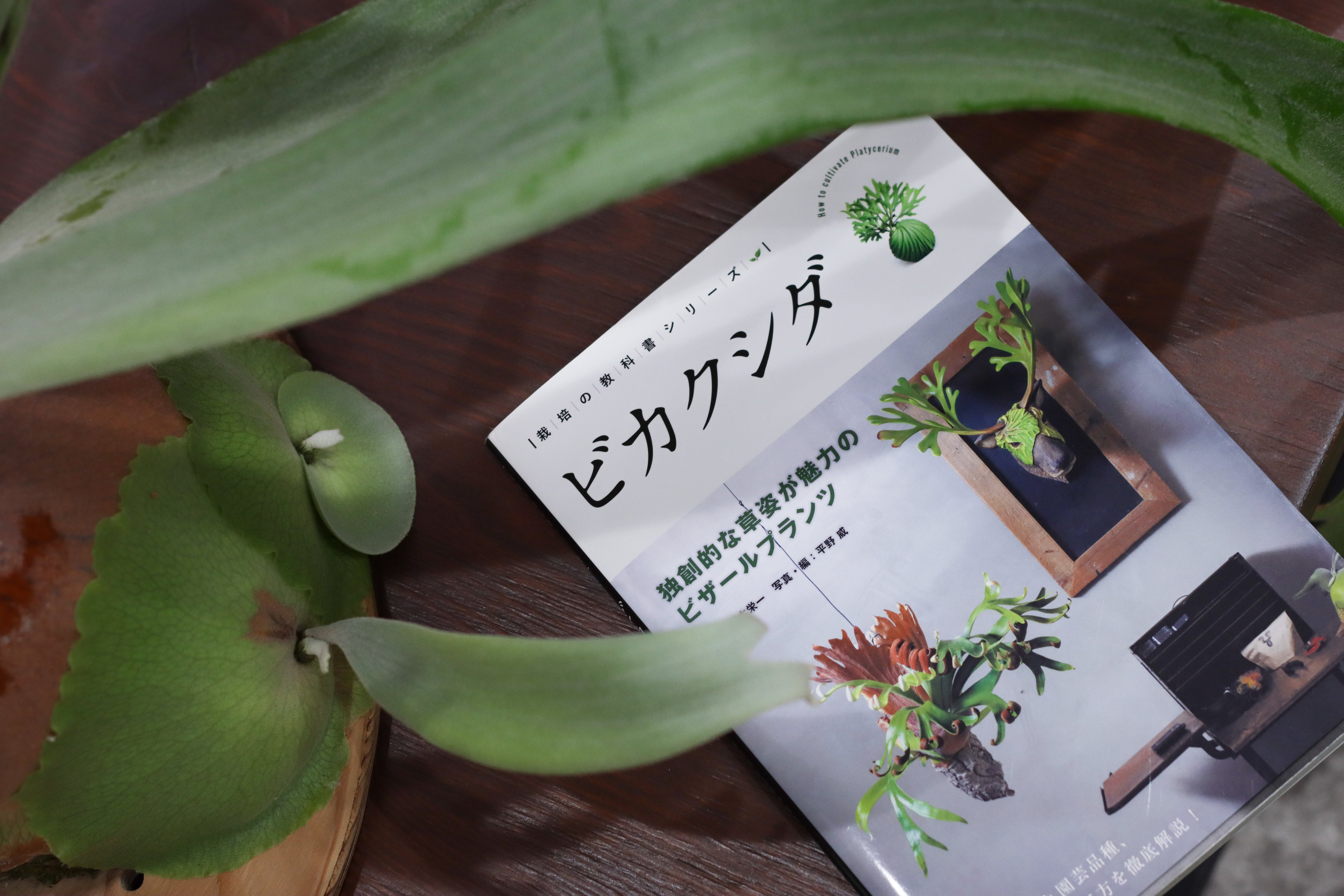 初挑戦「ビカクシダの子株を切り分けてみる」｜タカノ / DUCK WORKS