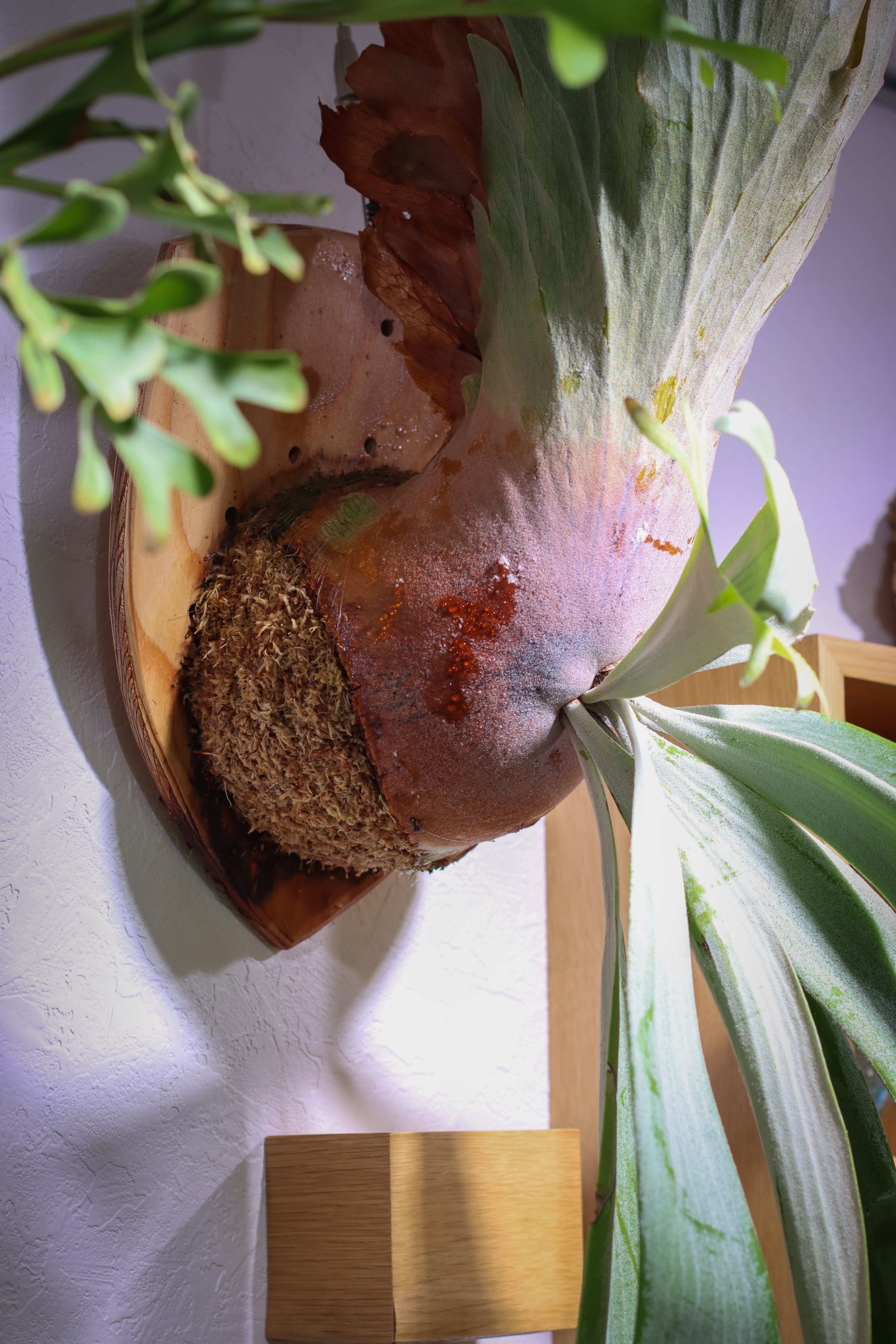 初挑戦「ビカクシダの子株を切り分けてみる」｜タカノ / DUCK WORKS