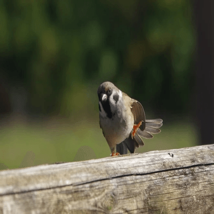 永久保存版】スズメの全てがわかる！ 生態、行動、謎を徹底解剖 ｜白石