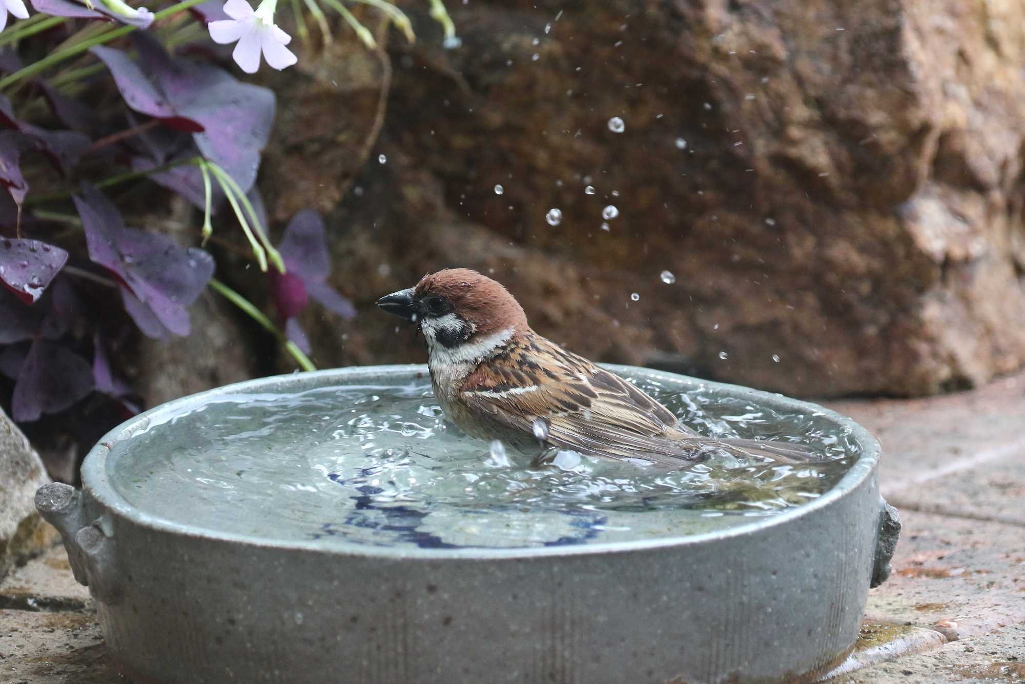 永久保存版】スズメの全てがわかる！ 生態、行動、謎を徹底解剖 ｜白石