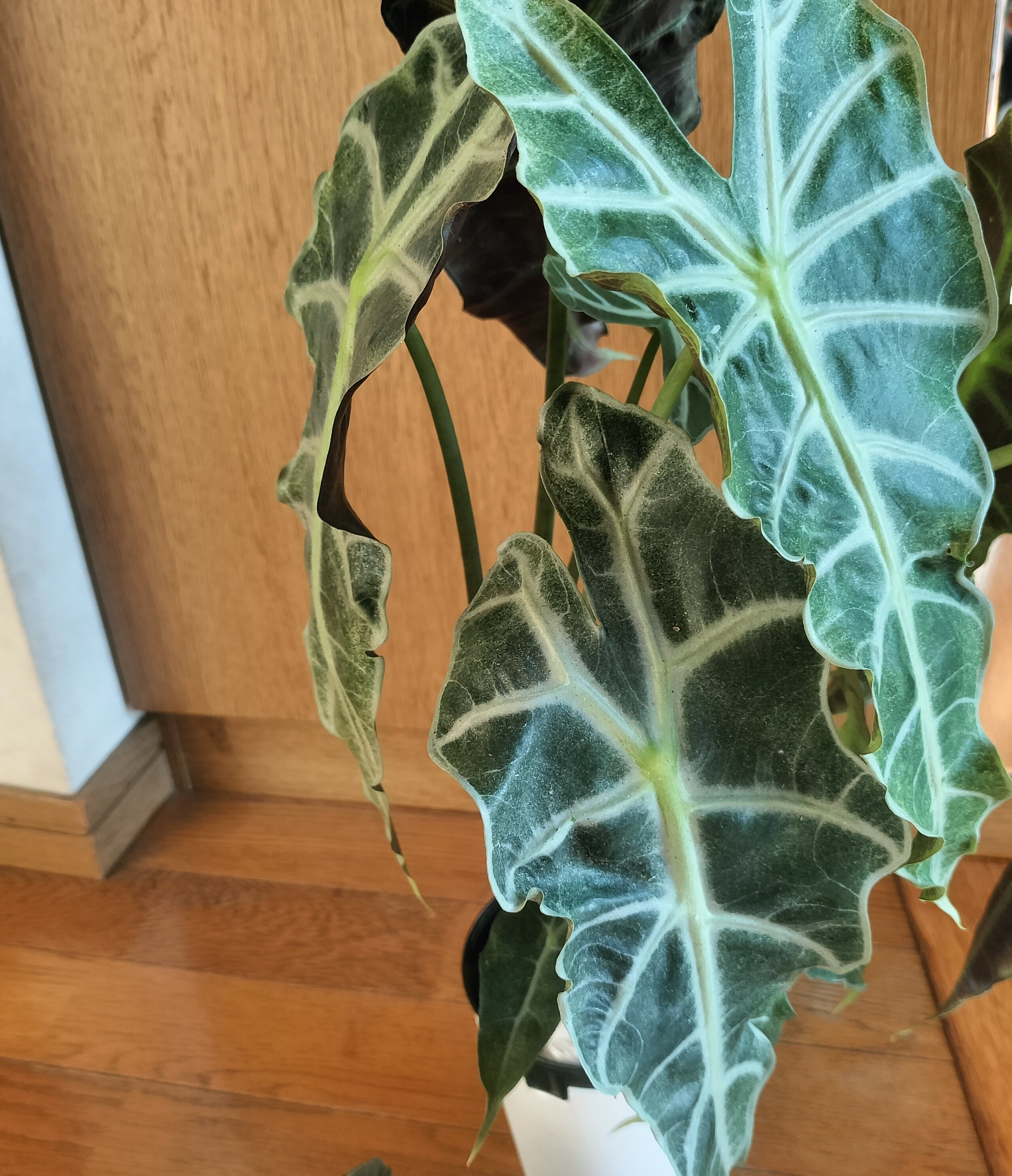 健康丼◾️クワズイモ/アロカシア/アローカシア/大株 複数幹立ち 130cm 観葉植物 アロカシア 10号 オドラ（クワズイモ） 竹バスケット 付き