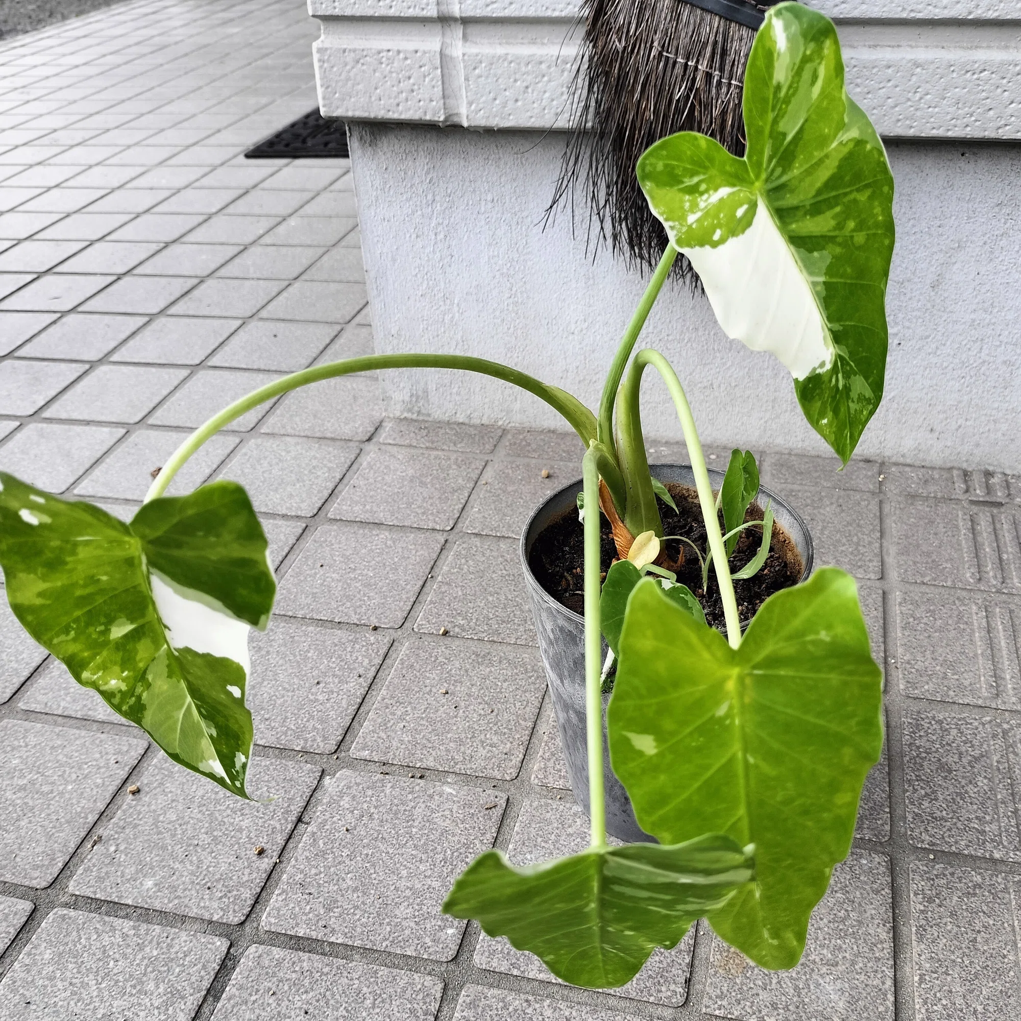クワズイモ（アロカシア）の育て方｜バニオレ植物LABO