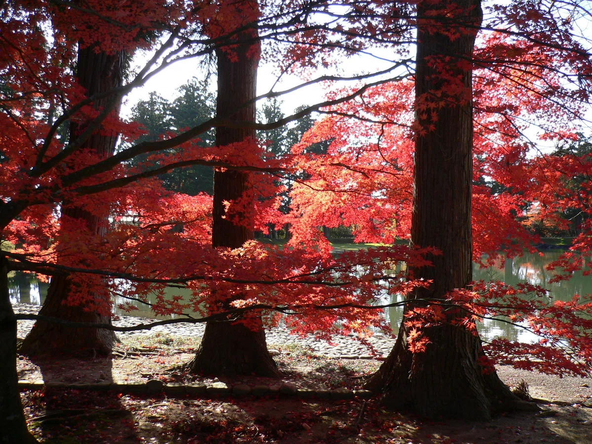 画像