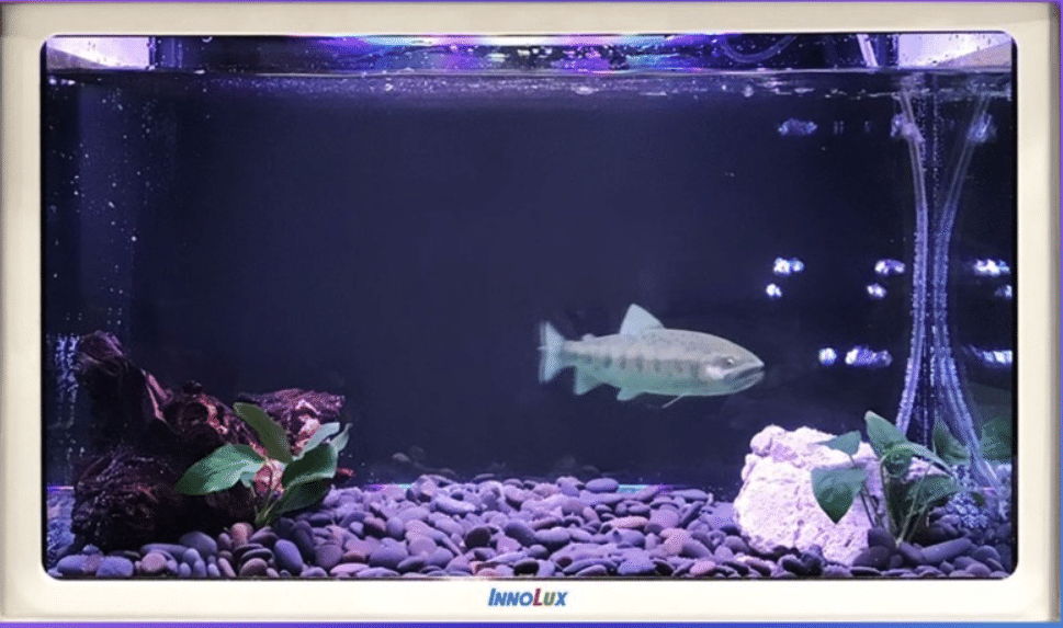 泳ぐ魚を空中表示！ 台湾Innolux（群創光電）「バーチャル水槽」が2025