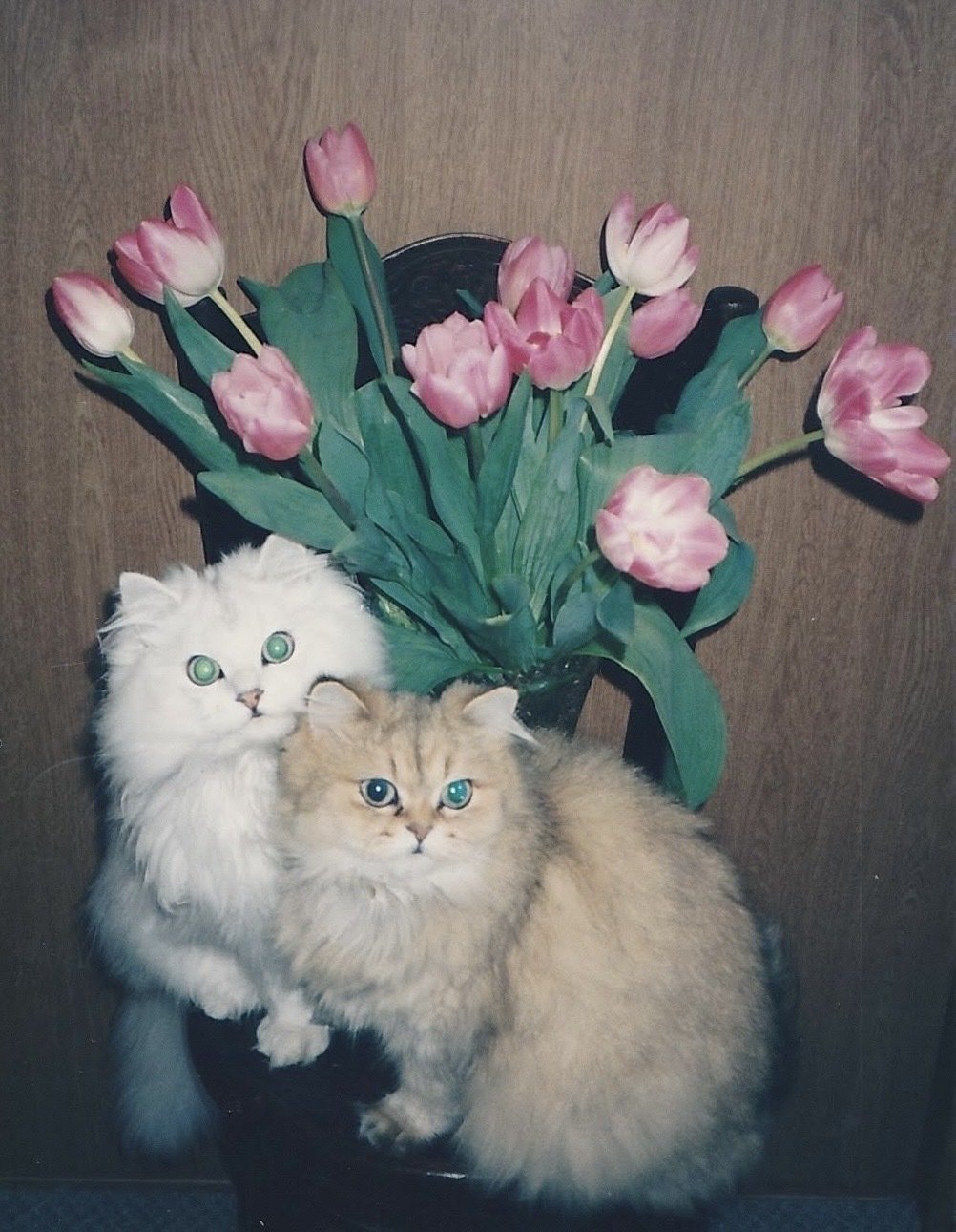 集まれ！猫好きさん―俳優・菅井友香―｜ヤマト運輸公式note