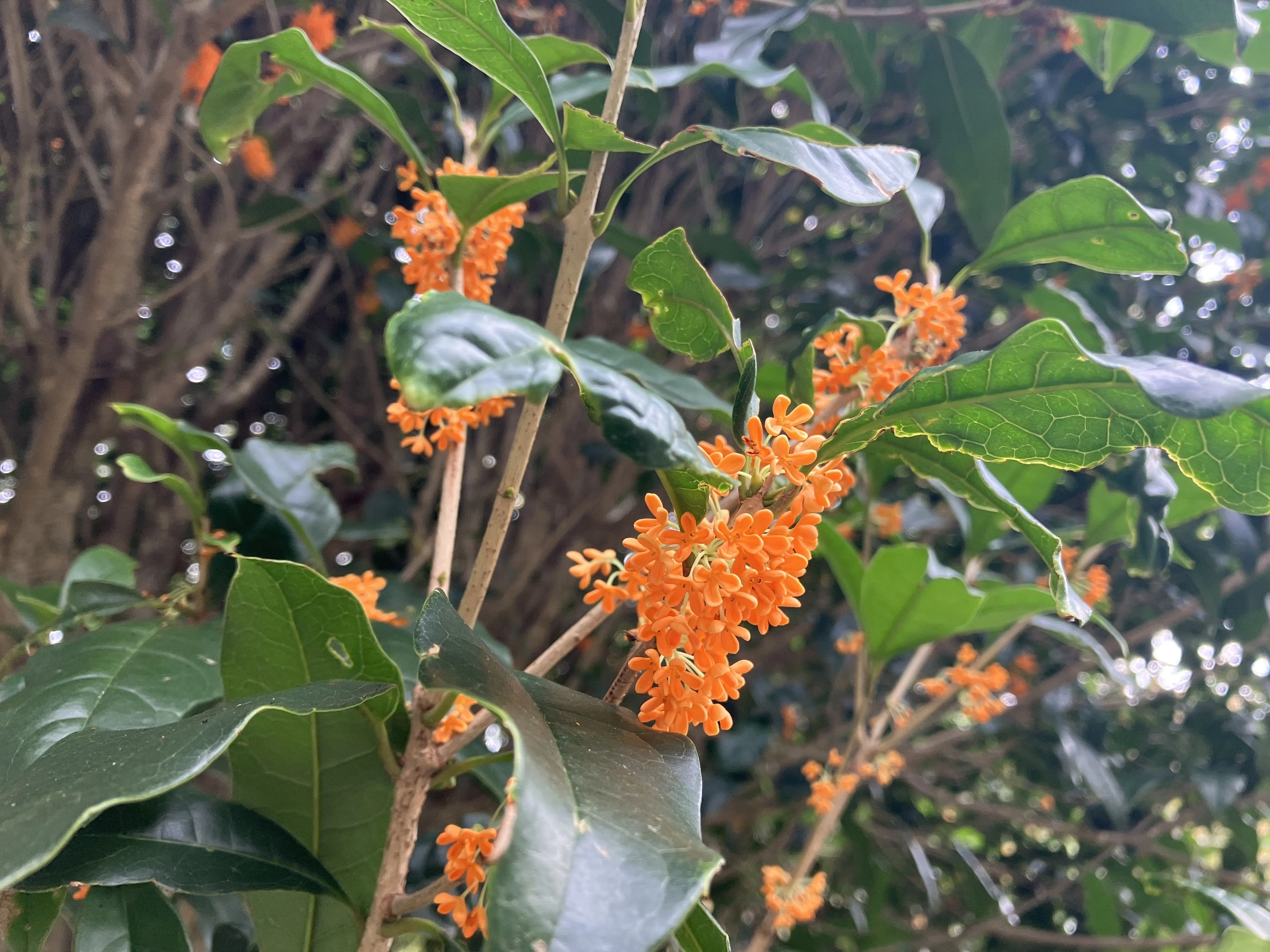 キンモクセイの香りで癒されたいこの秋｜あぶらやま植物ブログ⑲