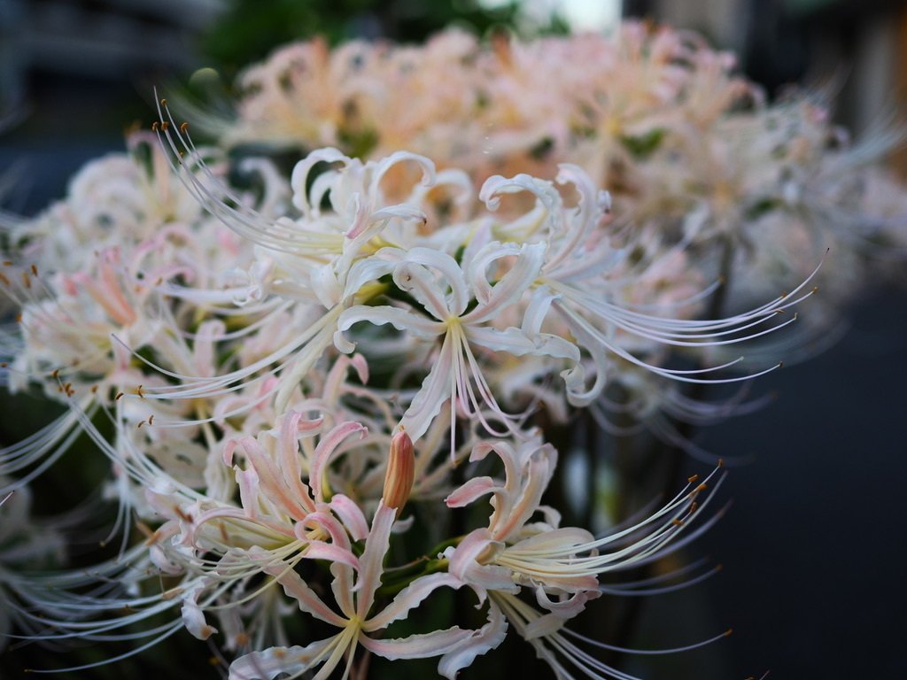 曼珠沙華コレクション2025（10/3更新あり）｜甘さより塩気