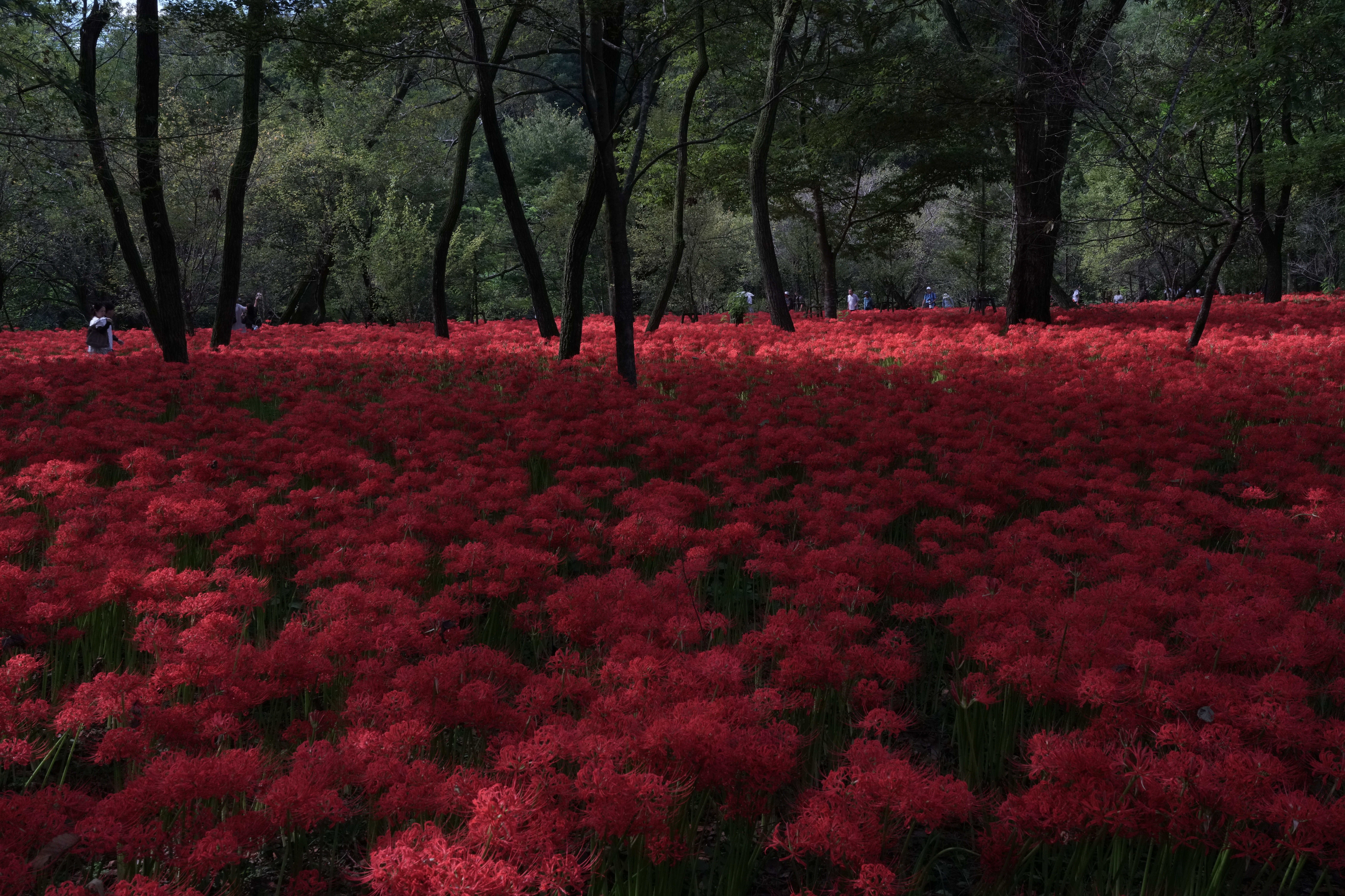 風景写真を鮮やかにするCPLフィルターと私のおすすめNiSi & Kenko