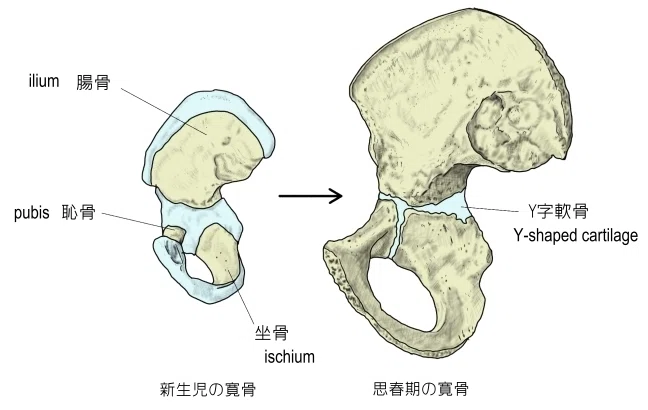 寛骨臼について|Kyoto Osteopathy Center OQ