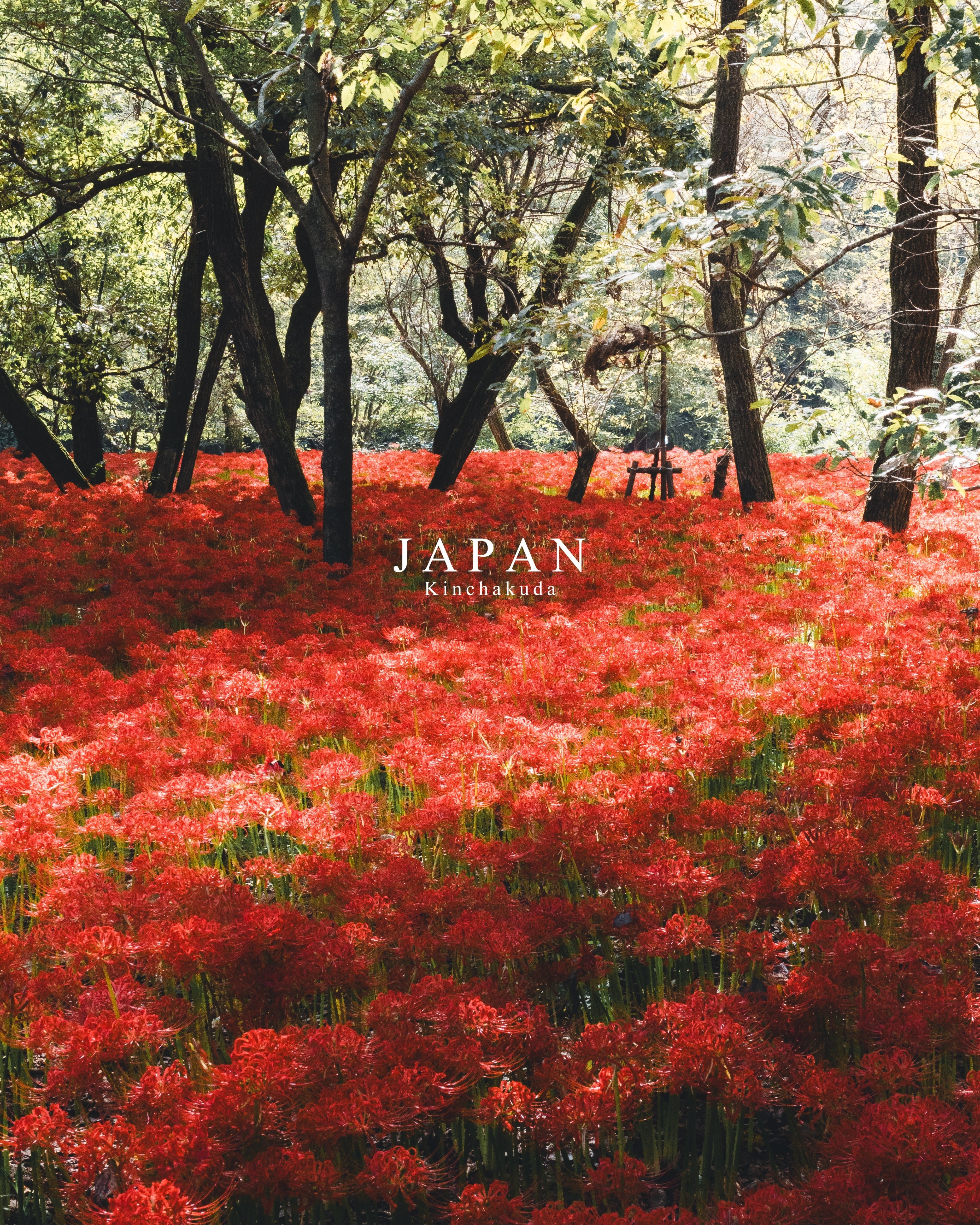 NiSi 偏光フィルター Natural CPL PLフィルター 86mm NiSi PLフィルター(CPLフィルター)「True Color CPL」 | NiSi レンズ