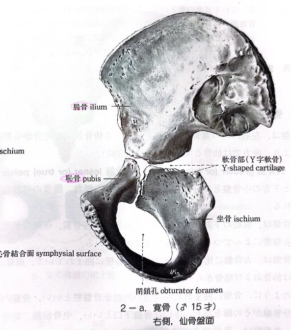 寛骨臼について|Kyoto Osteopathy Center OQ