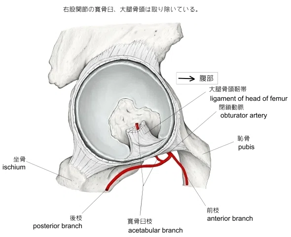 寛骨臼について|Kyoto Osteopathy Center OQ