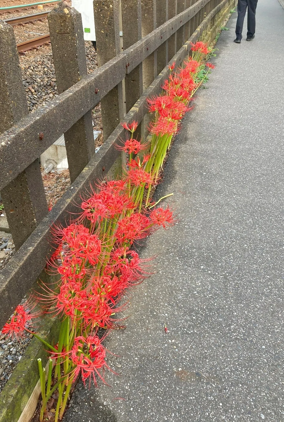 The Mysterious Flower That Appears Suddenly: The Red Spider Lily