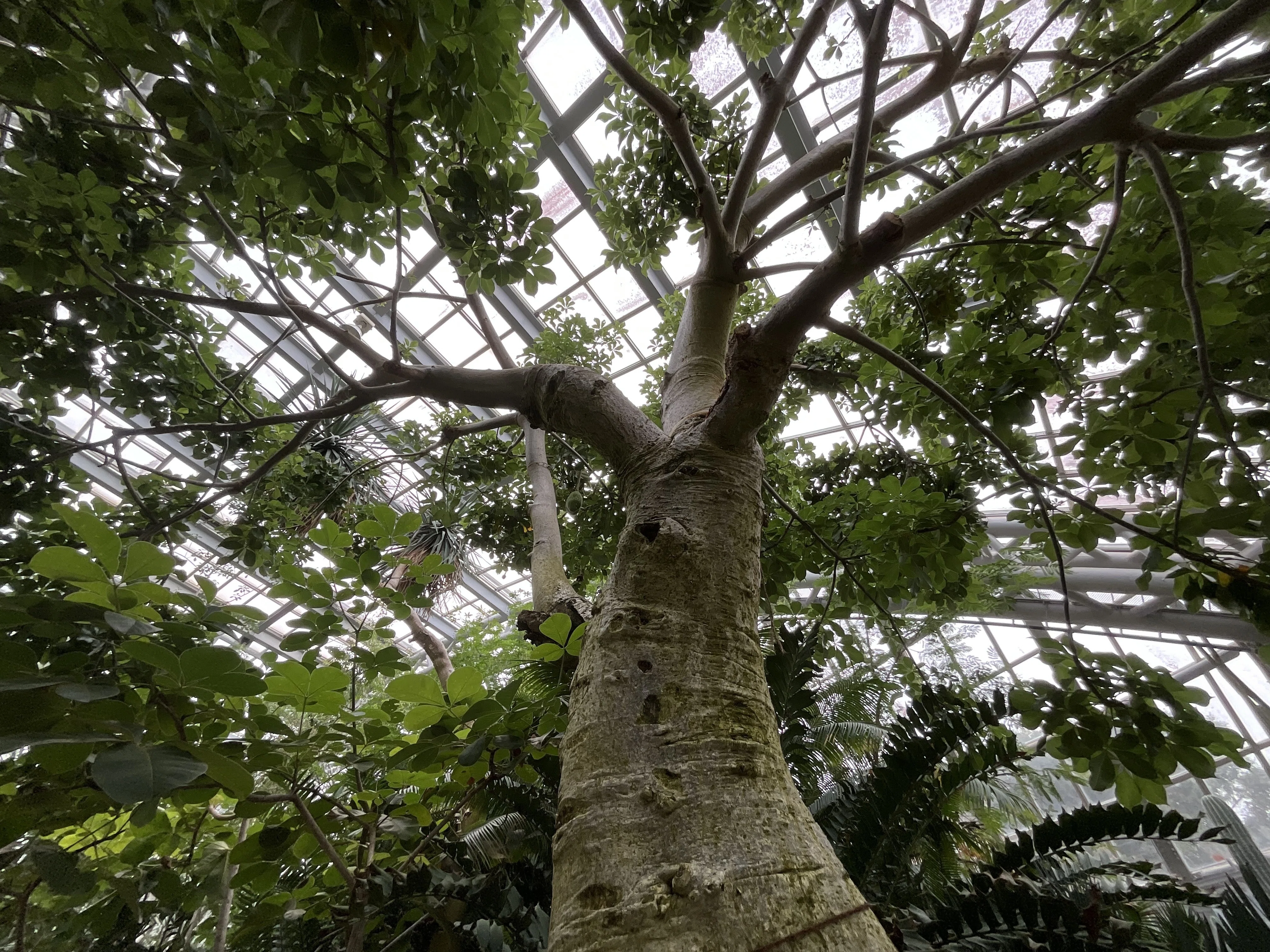 アフリカバオバブの3か月間の観察記録（京都府立植物園）：2025年10月5